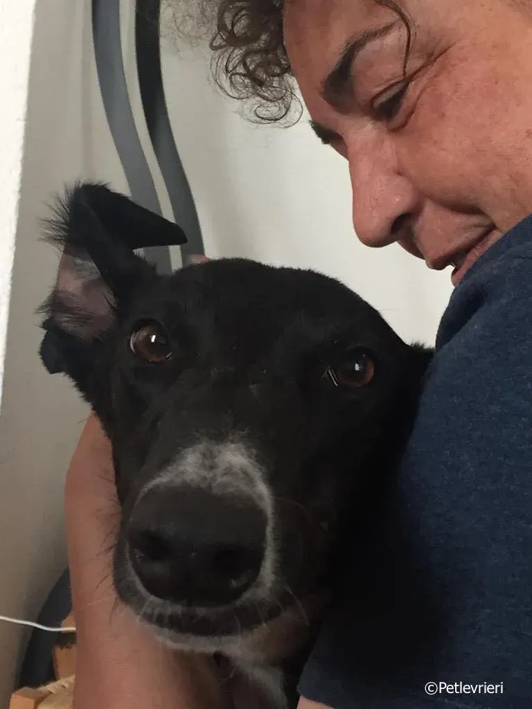 jive adozione levrieri greyhound 14