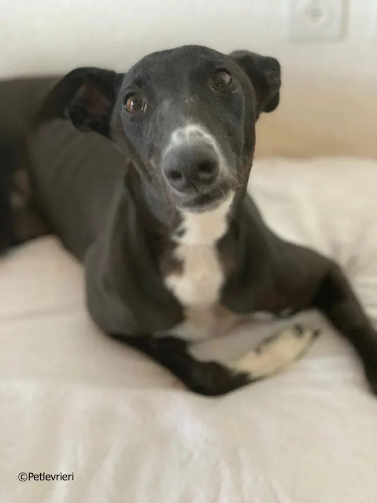 jive adozione levrieri greyhound 15