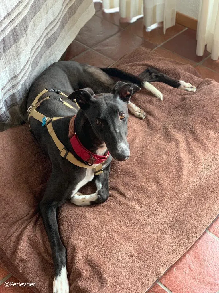 jive adozione levrieri greyhound 16