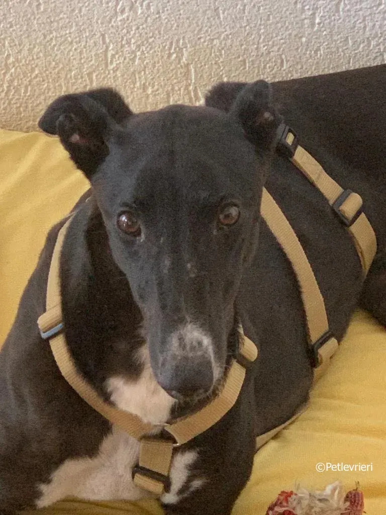 jive adozione levrieri greyhound 17