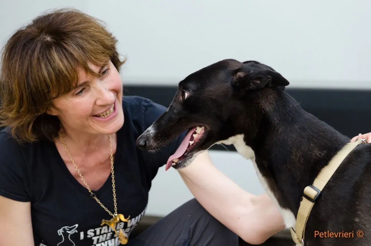 jive adozione levrieri greyhound 2 1