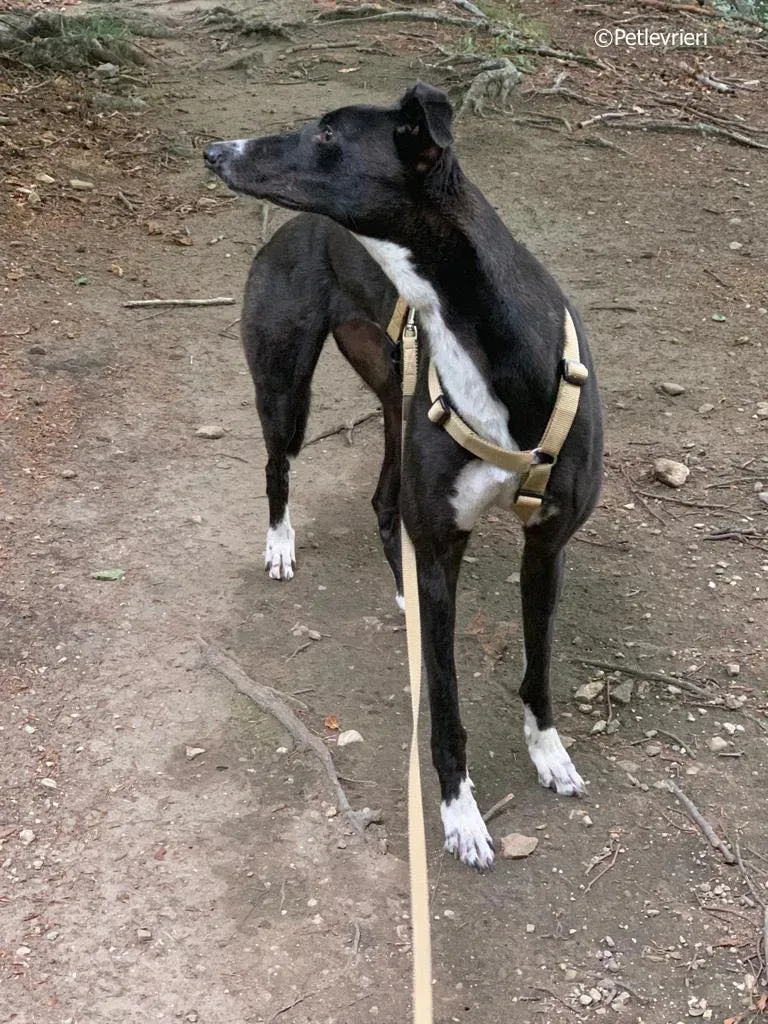 jive adozione levrieri greyhound 2 2