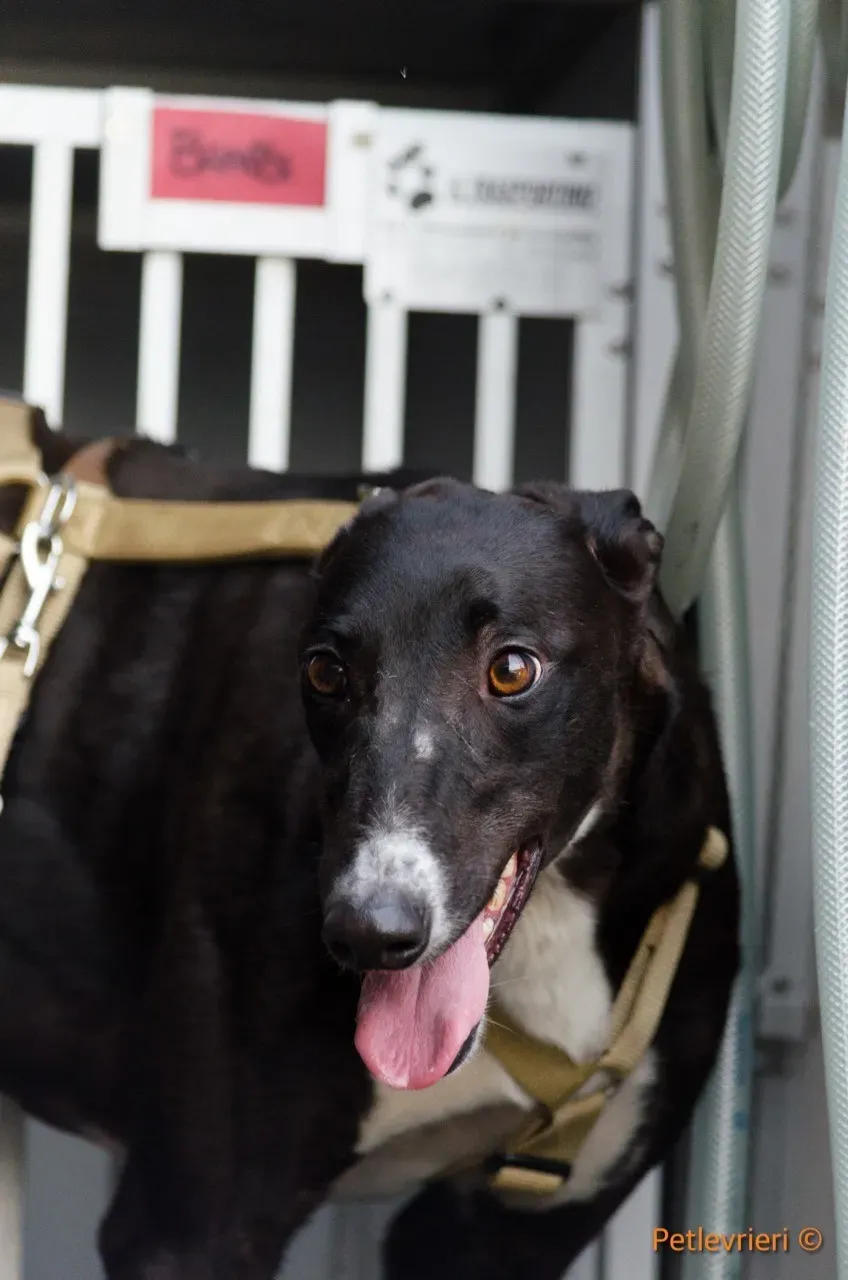 jive adozione levrieri greyhound 3 1