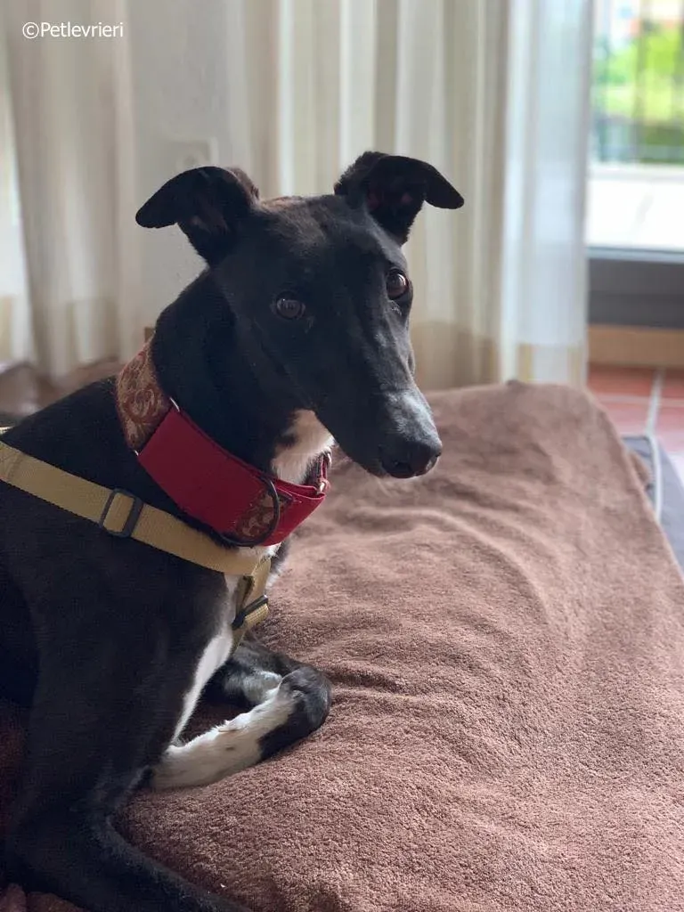 jive adozione levrieri greyhound 3 2