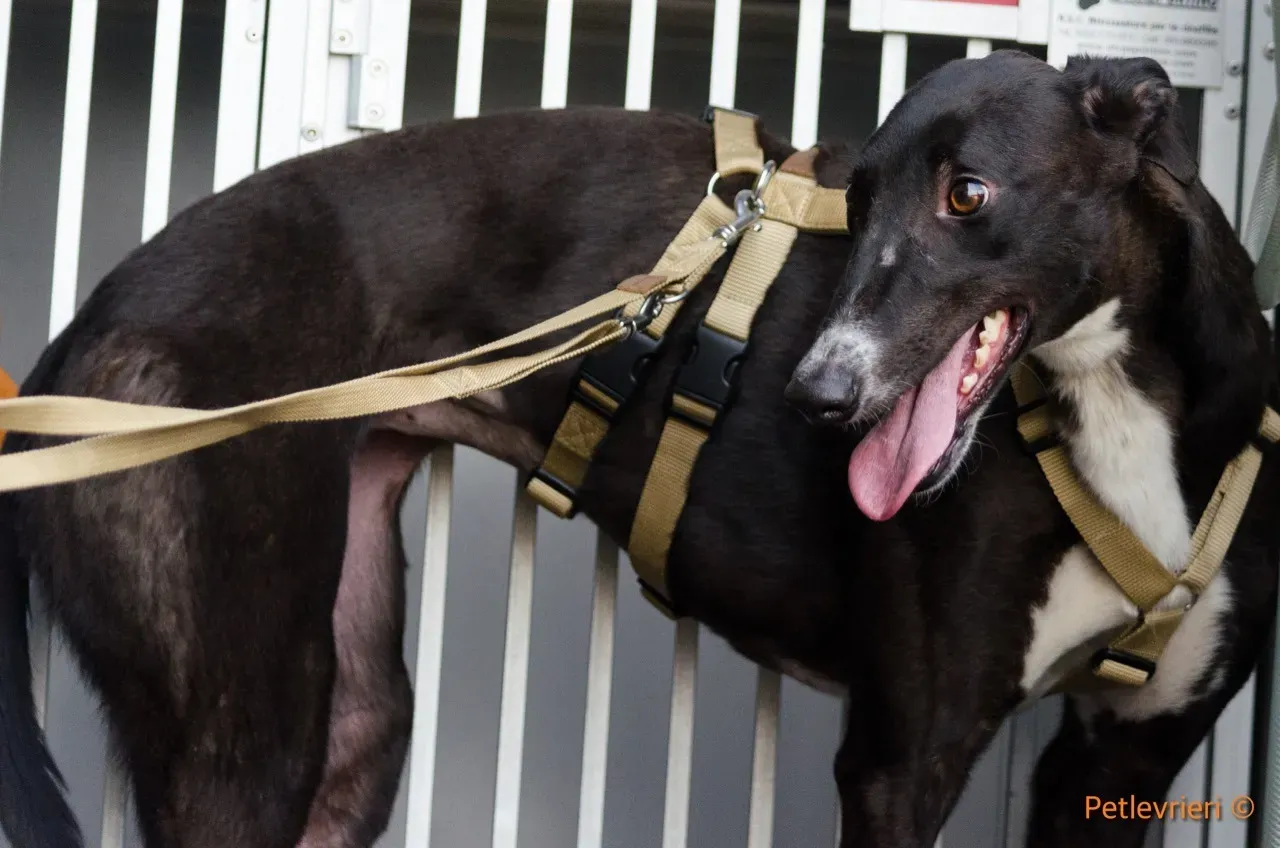 jive adozione levrieri greyhound 4 1