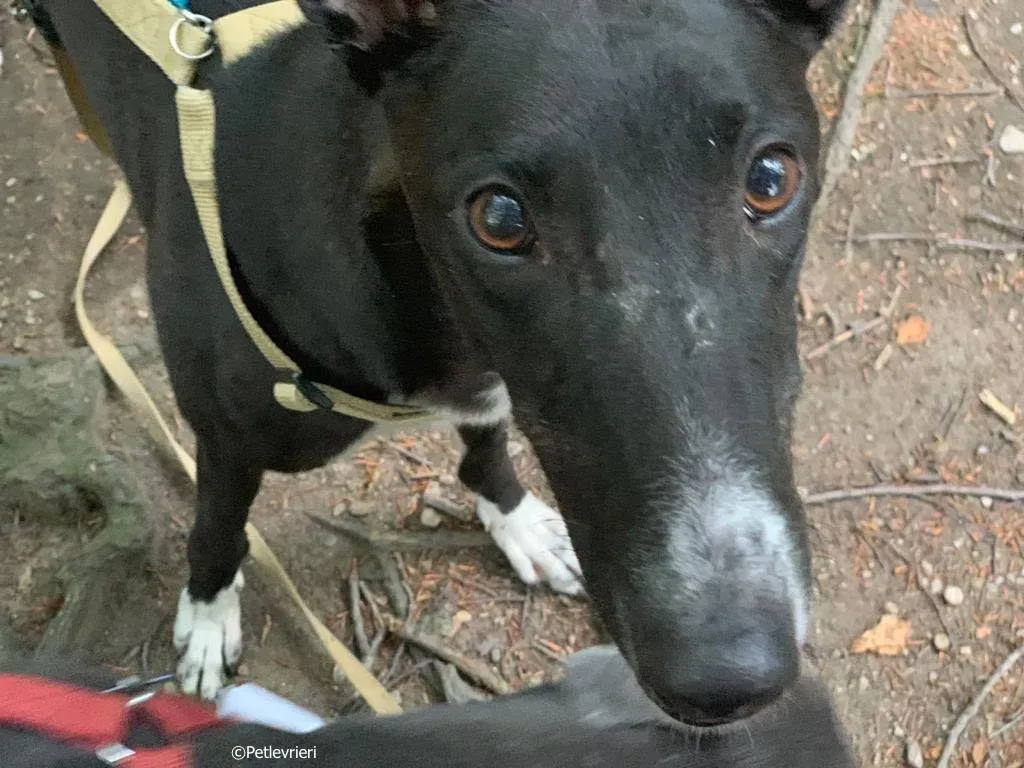 jive adozione levrieri greyhound 4 2