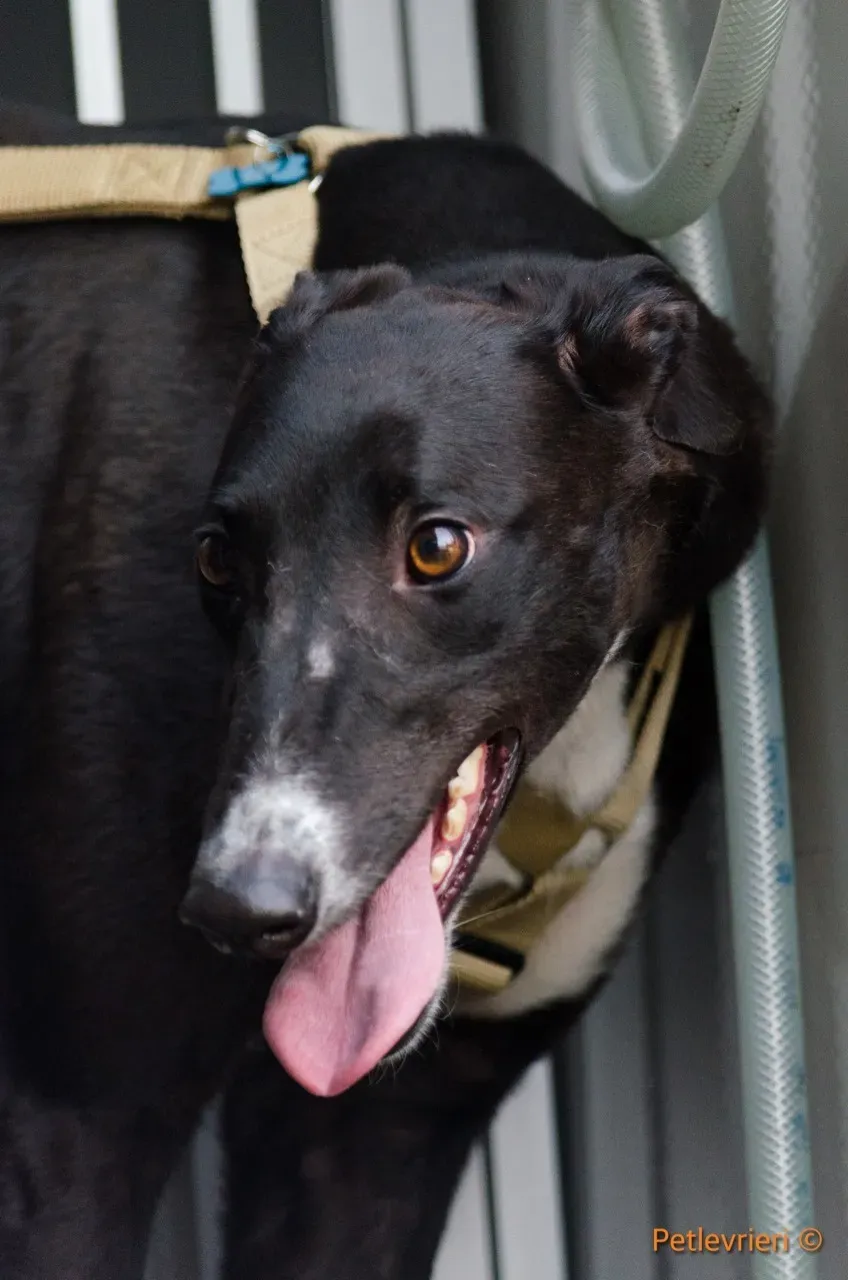 jive adozione levrieri greyhound 5 1