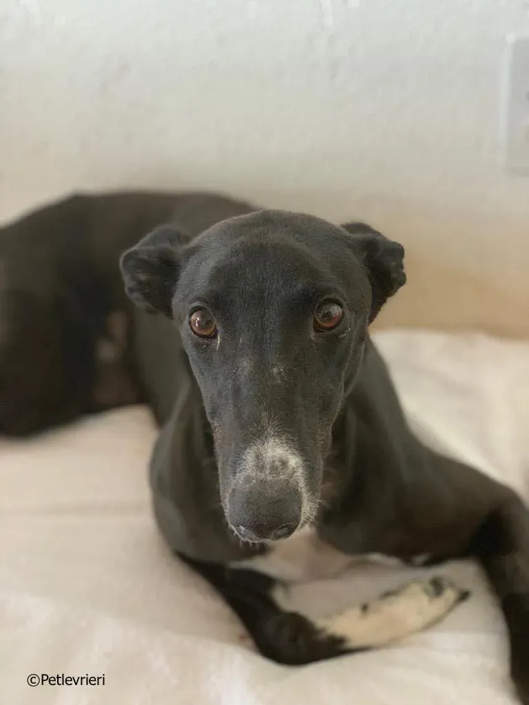 jive adozione levrieri greyhound 5 2