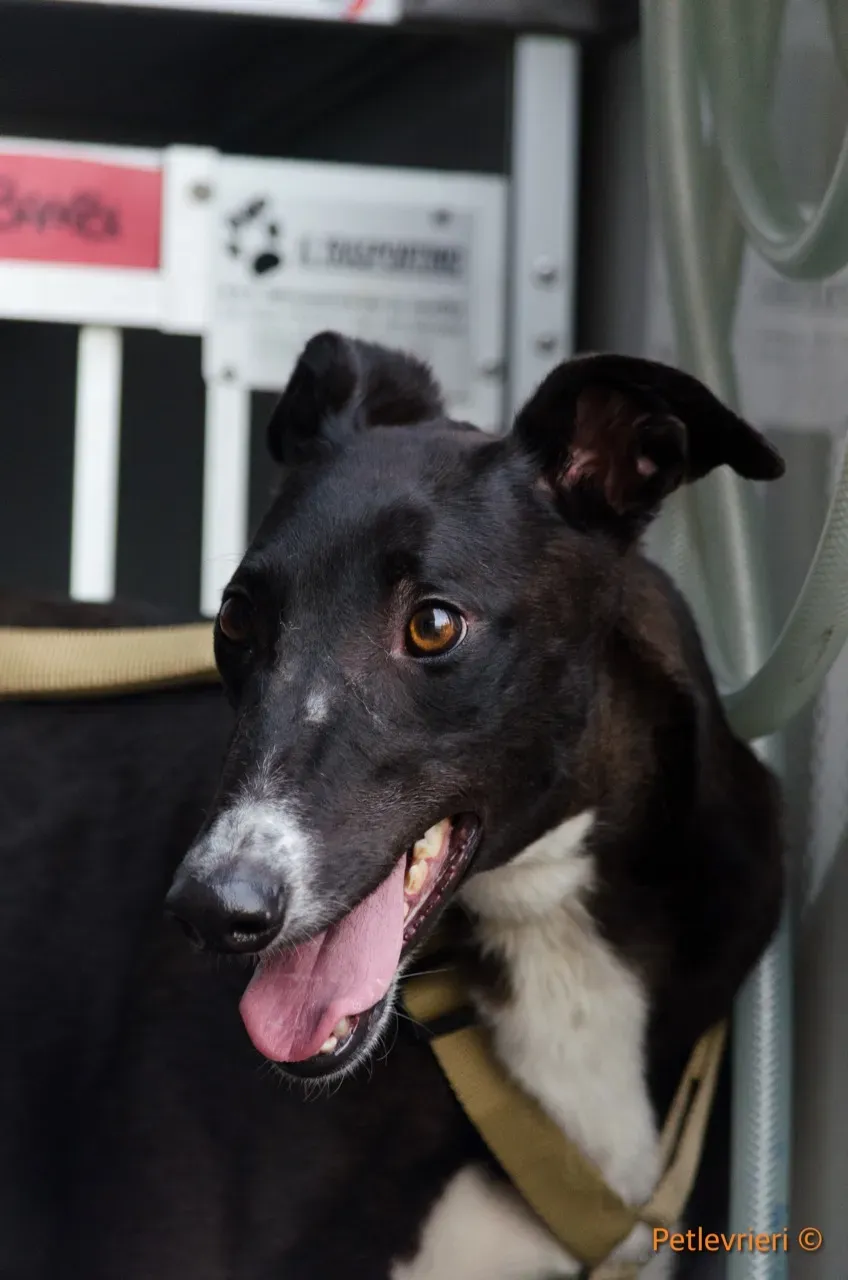 jive adozione levrieri greyhound 6 1