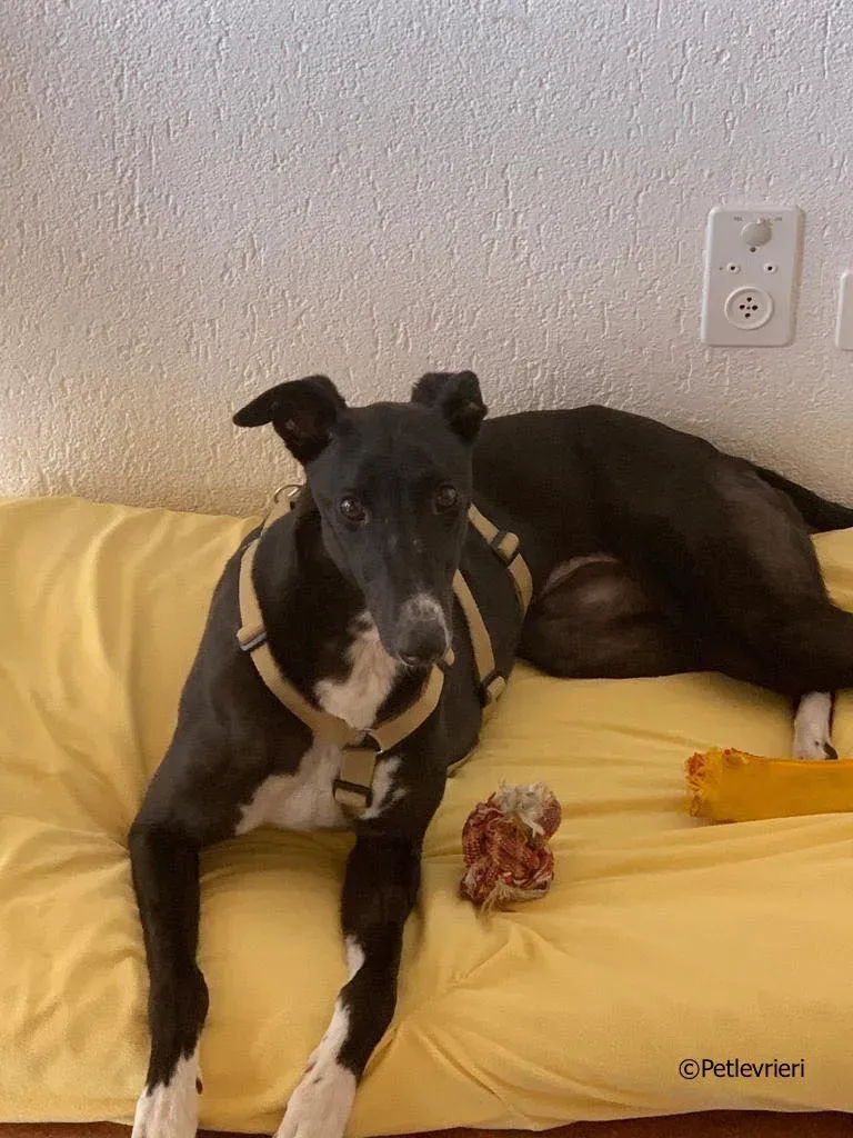 jive adozione levrieri greyhound 6 2