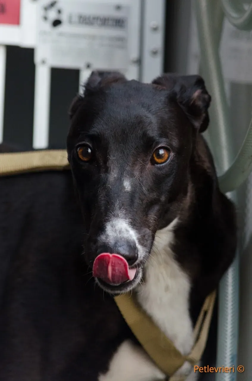 jive adozione levrieri greyhound 7 1