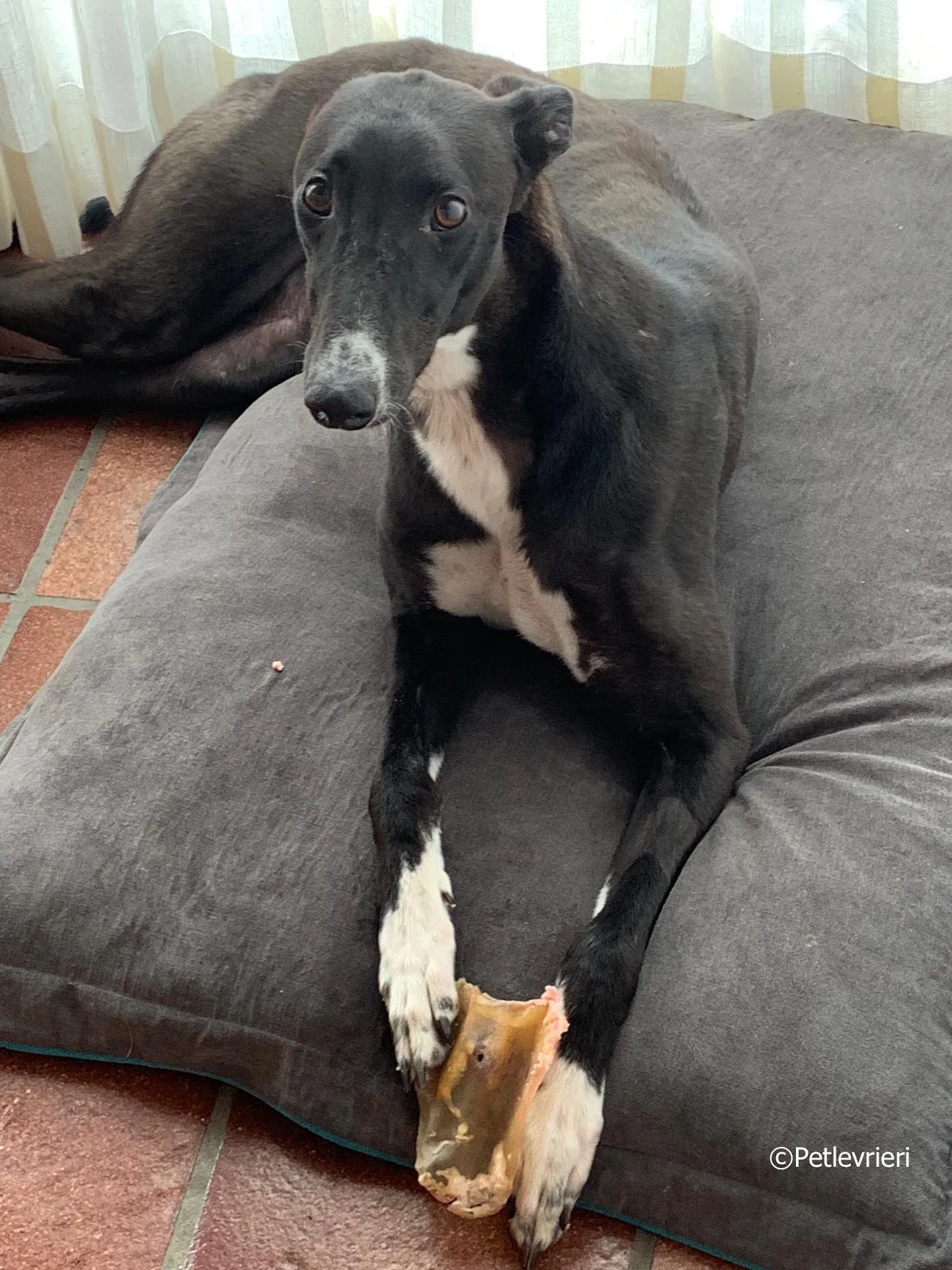 jive adozione levrieri greyhound 7 2