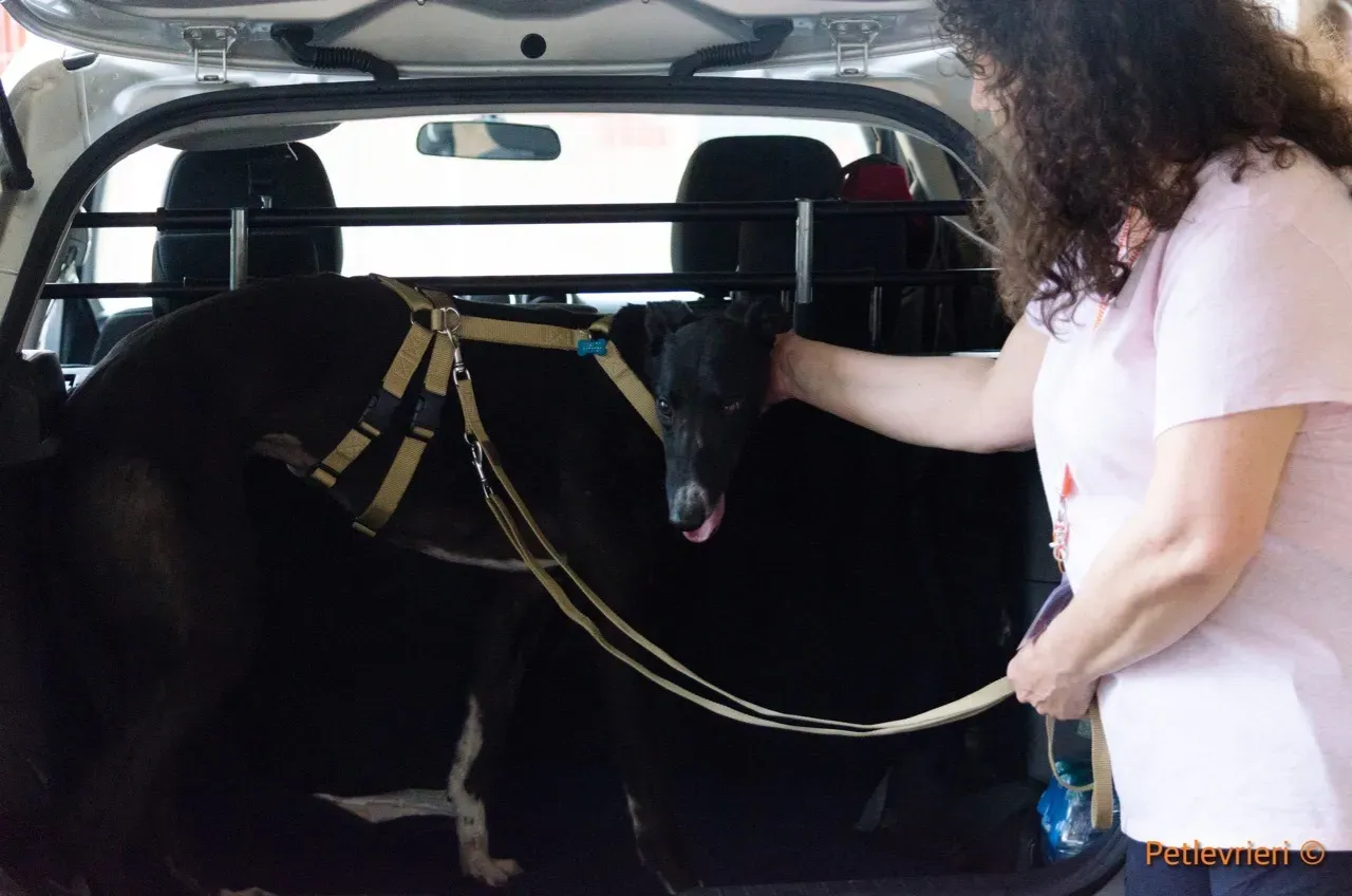 jive adozione levrieri greyhound 8 1