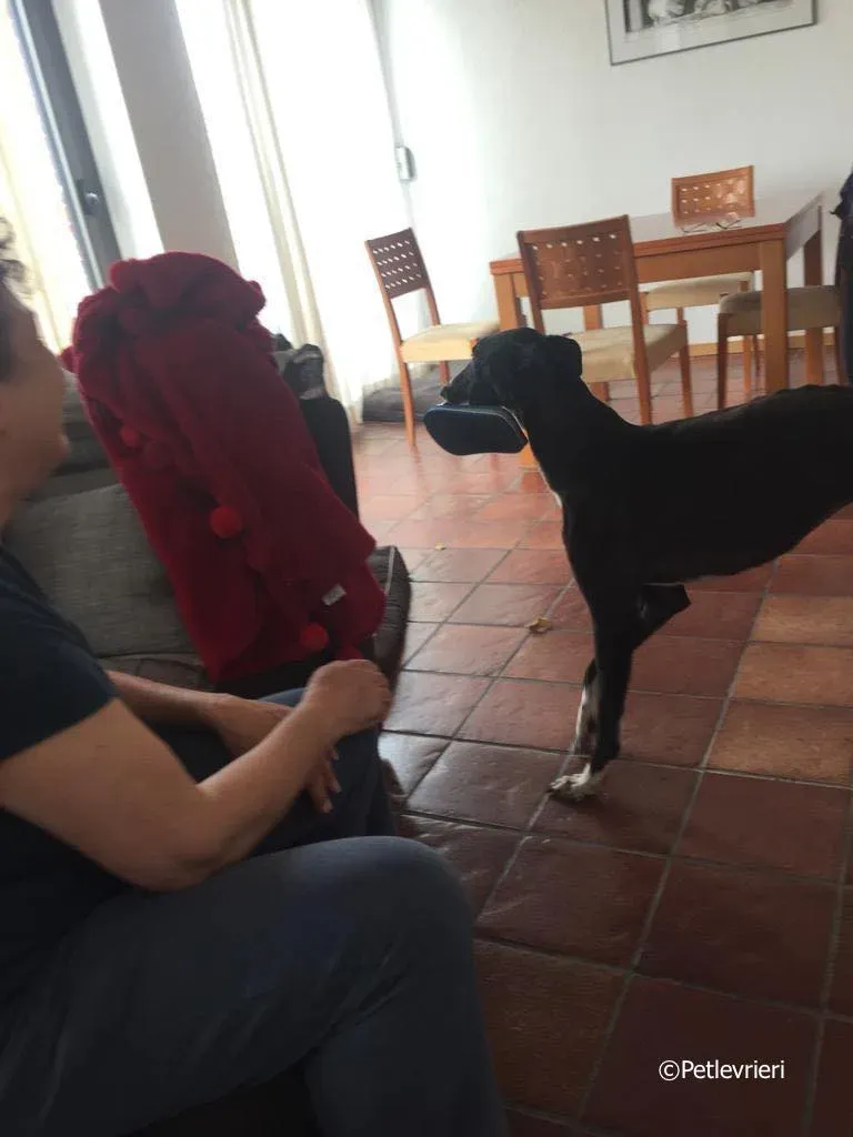 jive adozione levrieri greyhound 8 2