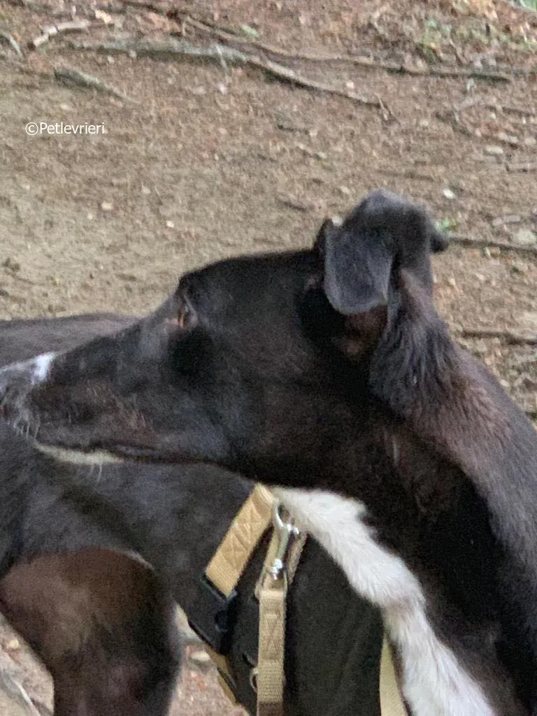 jive adozione levrieri greyhound 9 1