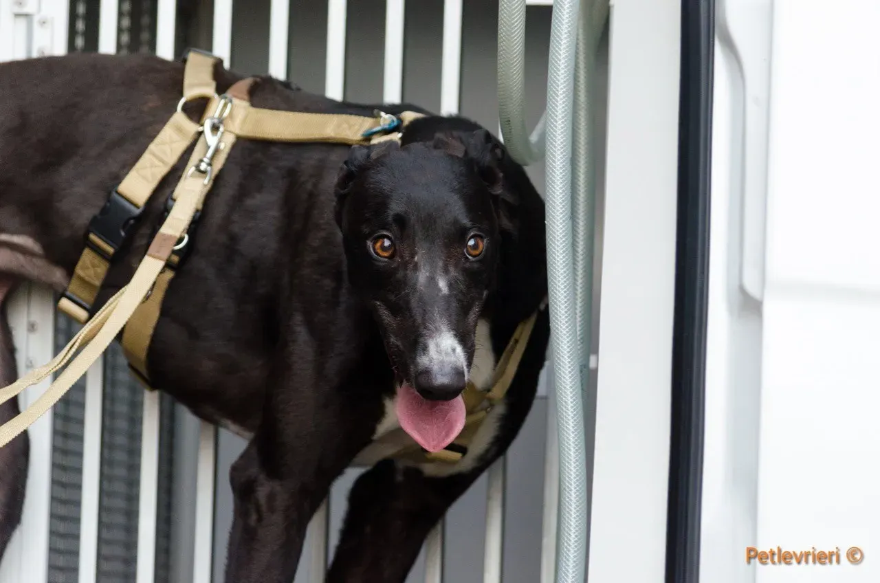 jive adozione levrieri greyhound 9