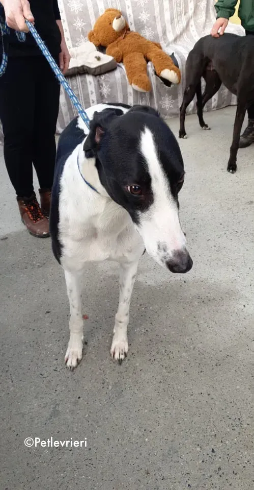 jo adozione levrieri greyhound 1