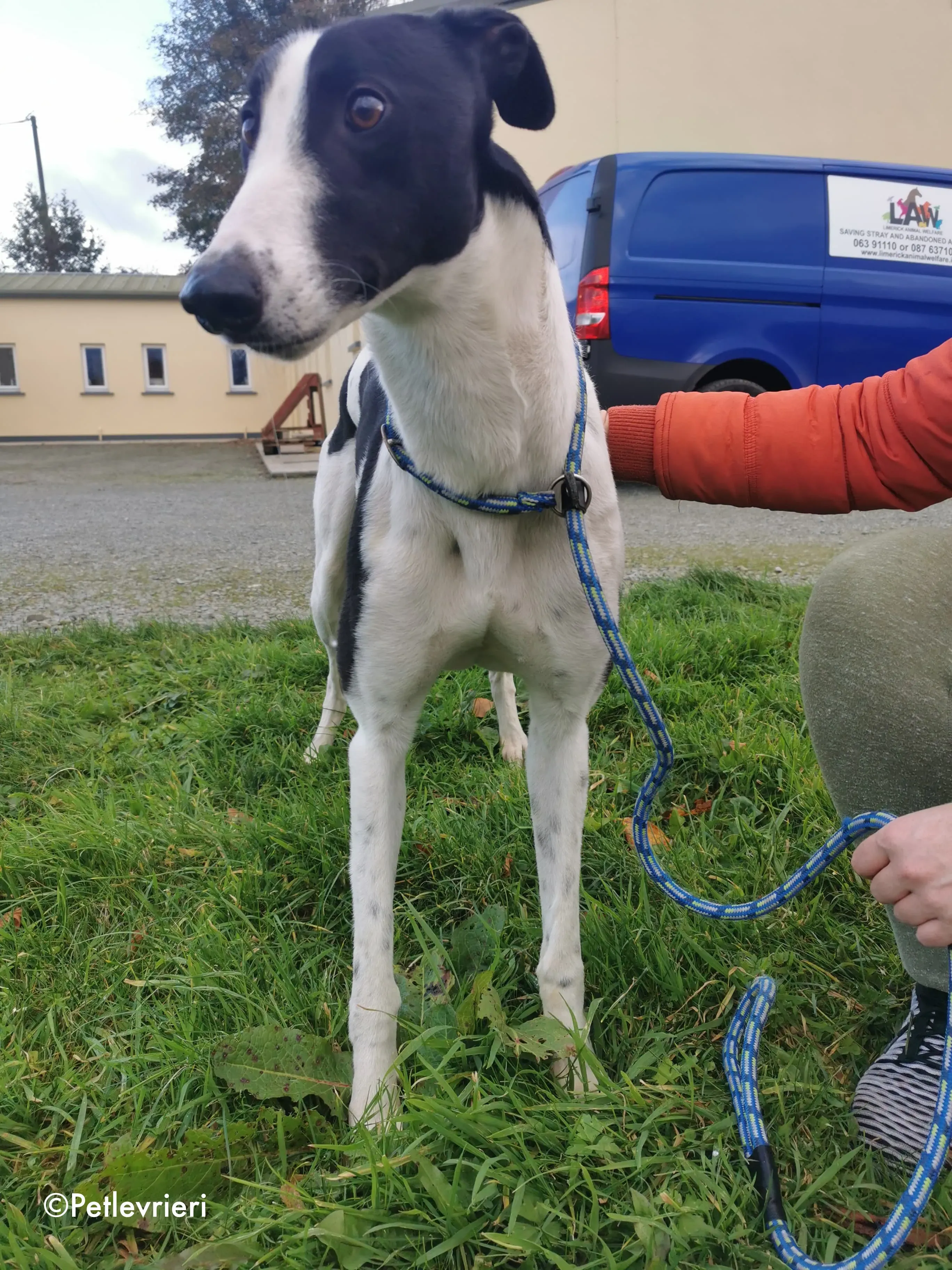 jo adozione levrieri greyhound 10