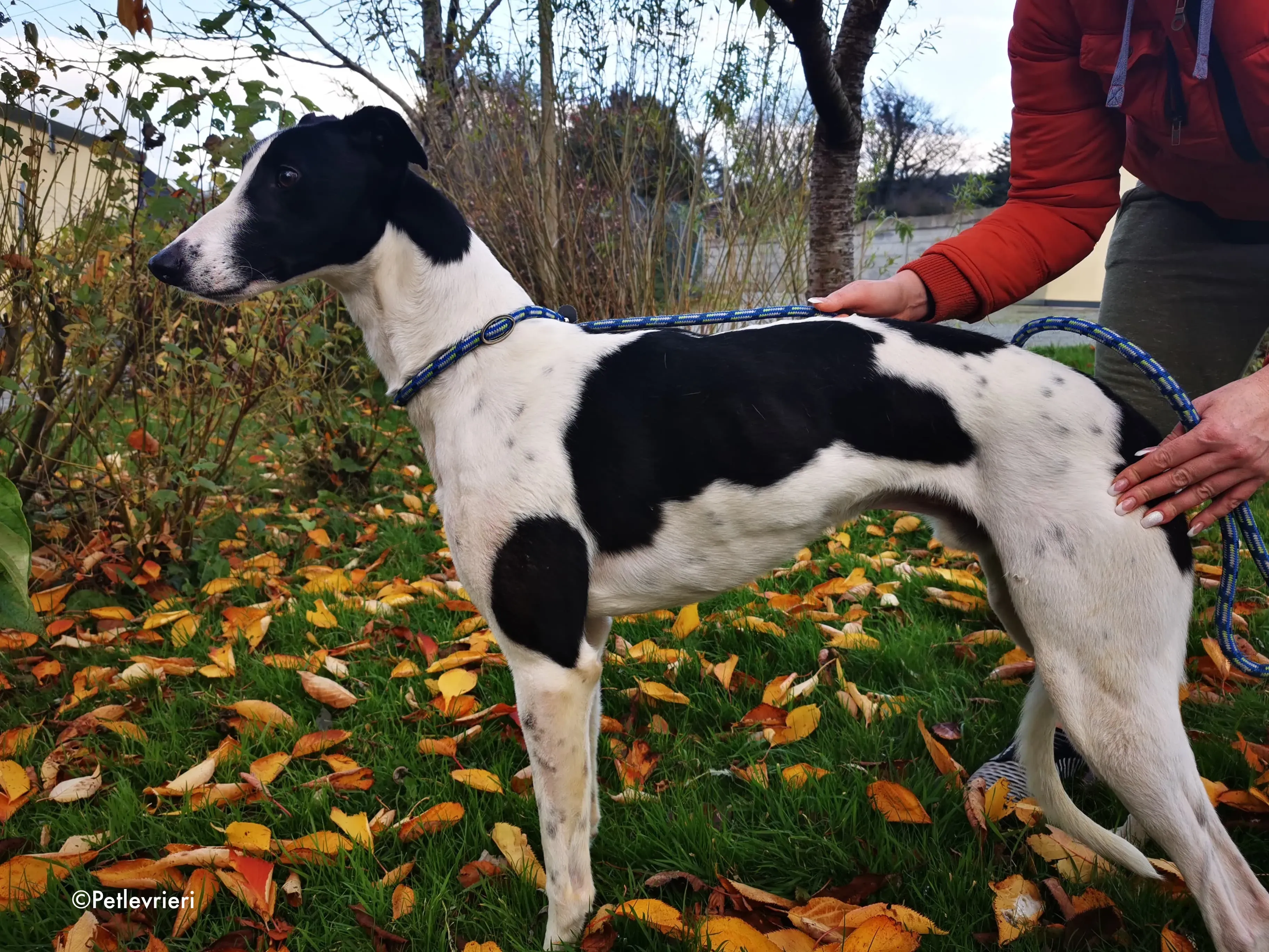 jo adozione levrieri greyhound 11