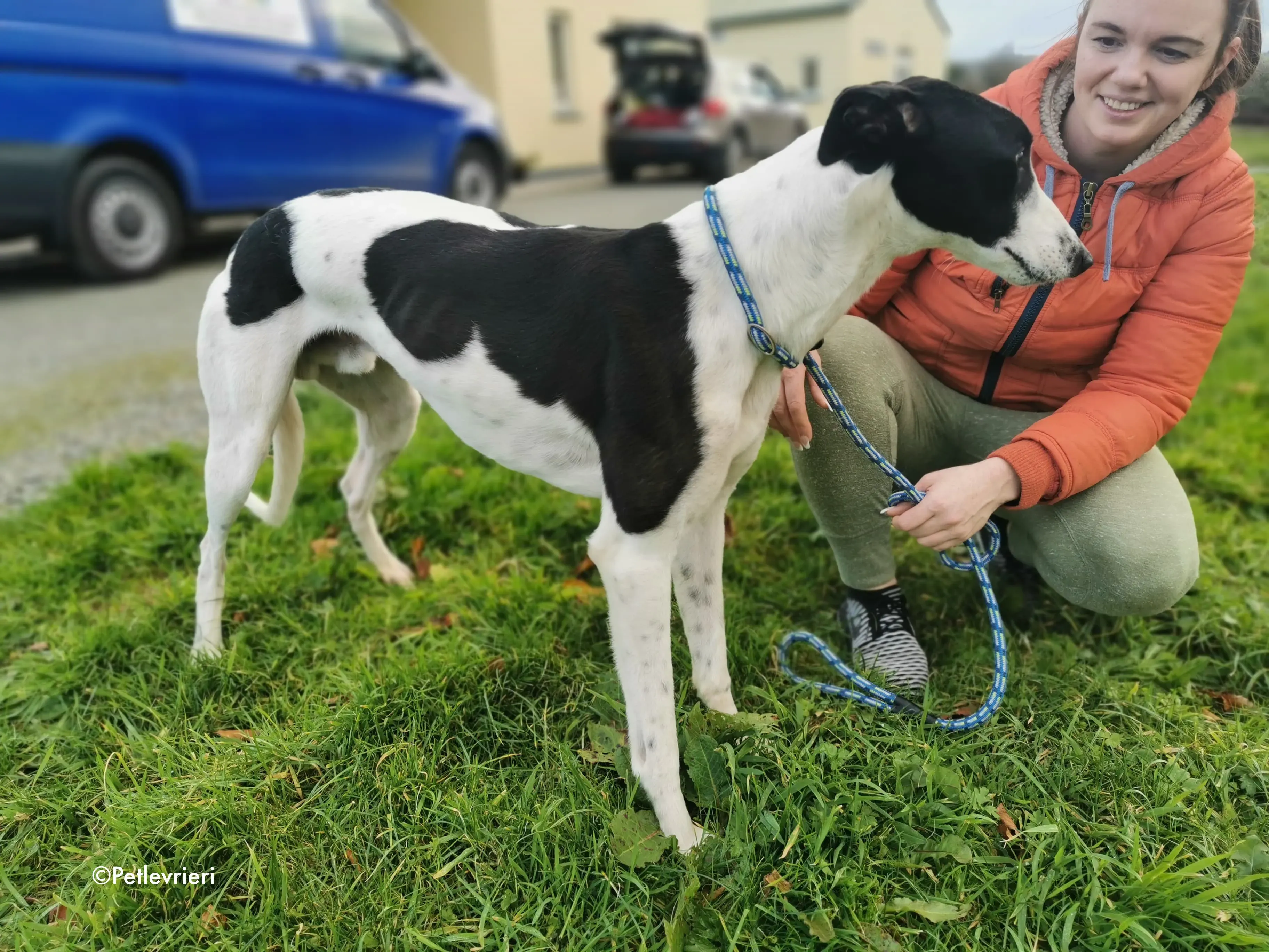 jo adozione levrieri greyhound 12