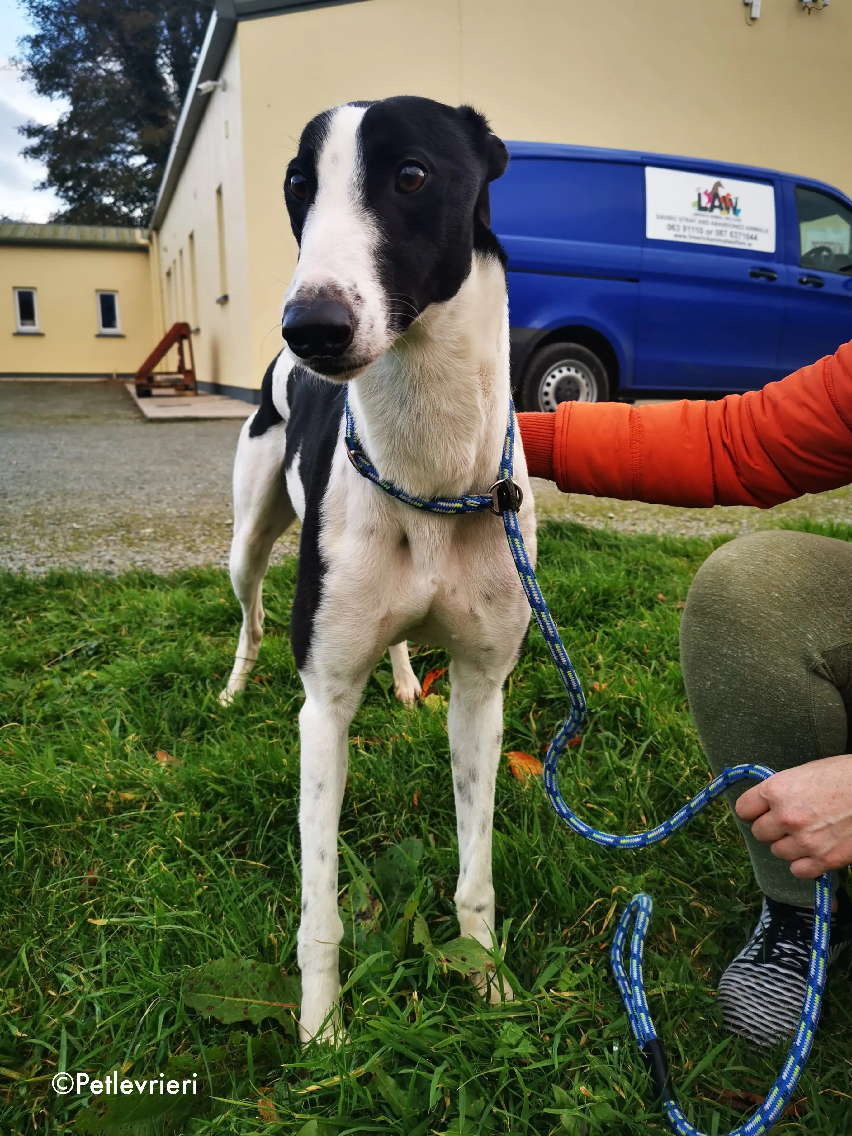 jo adozione levrieri greyhound 13