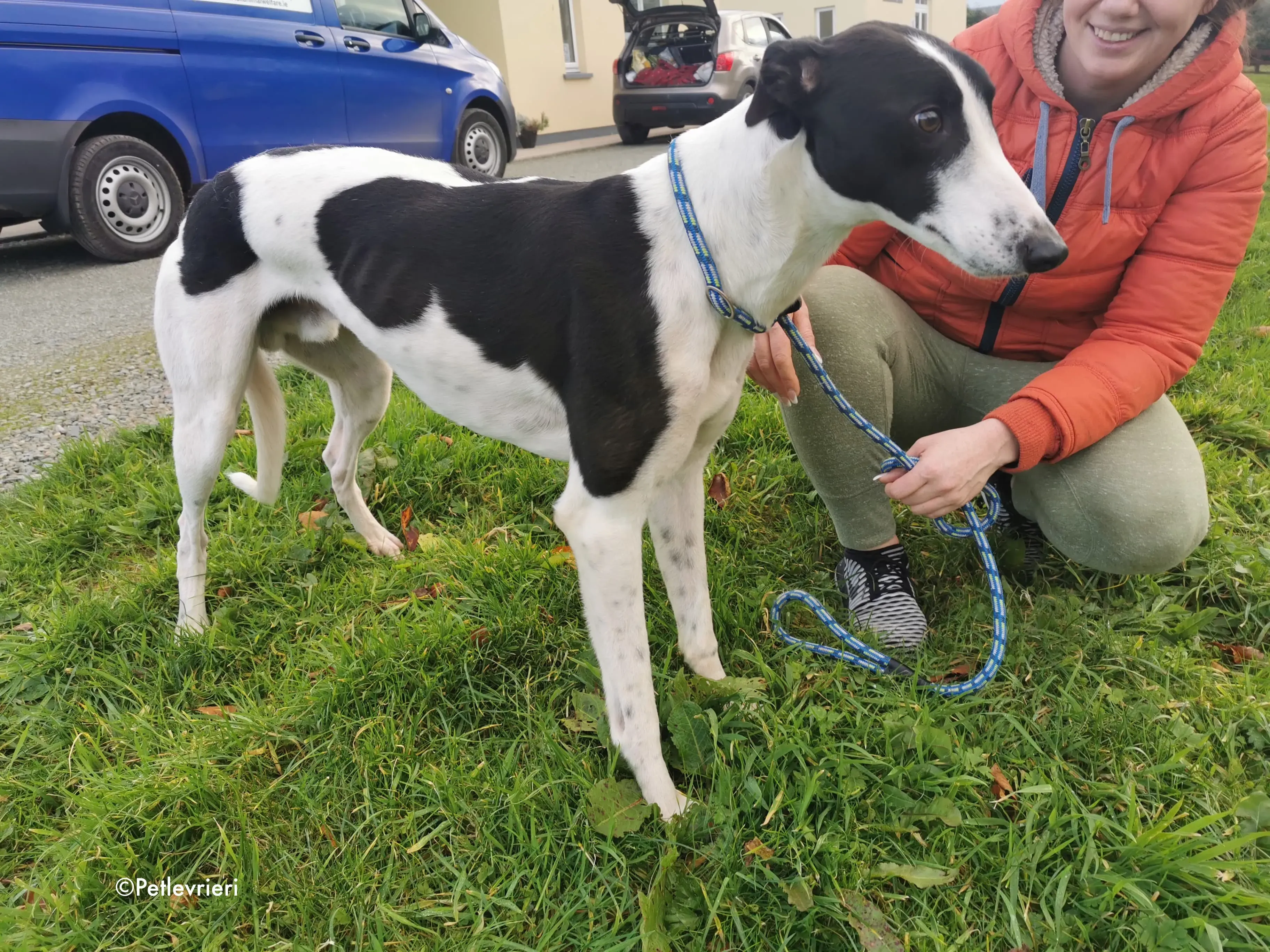 jo adozione levrieri greyhound 14