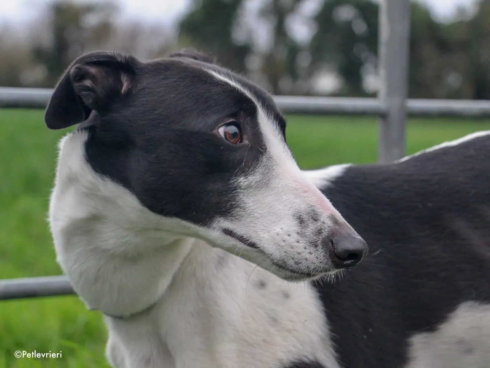 jo adozione levrieri greyhound 15