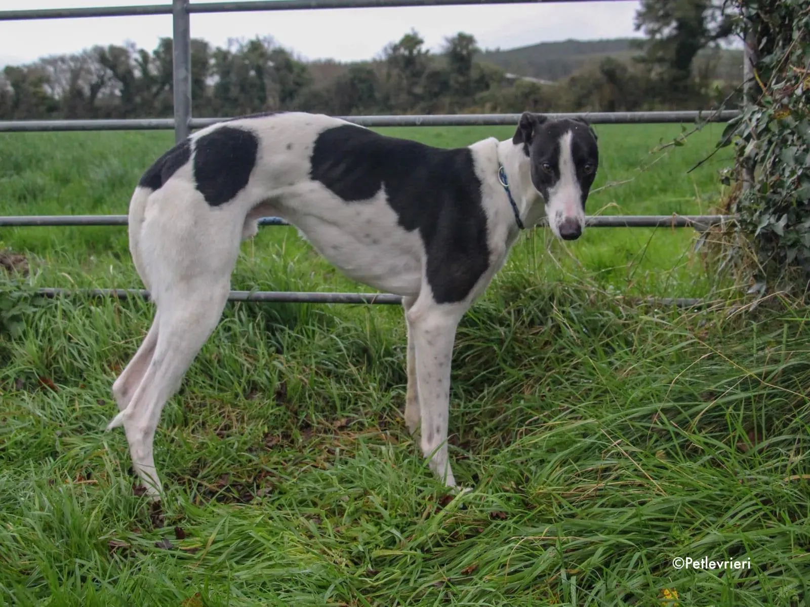 jo adozione levrieri greyhound 16