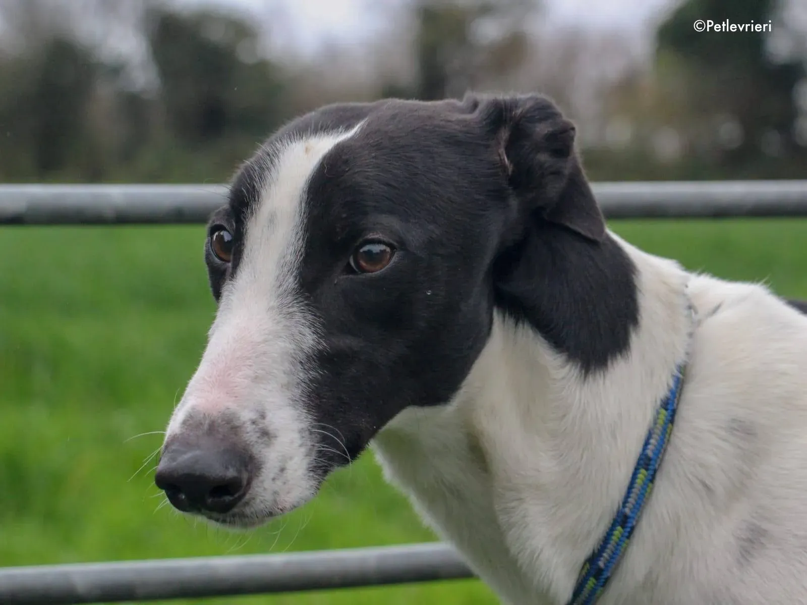 jo adozione levrieri greyhound 17