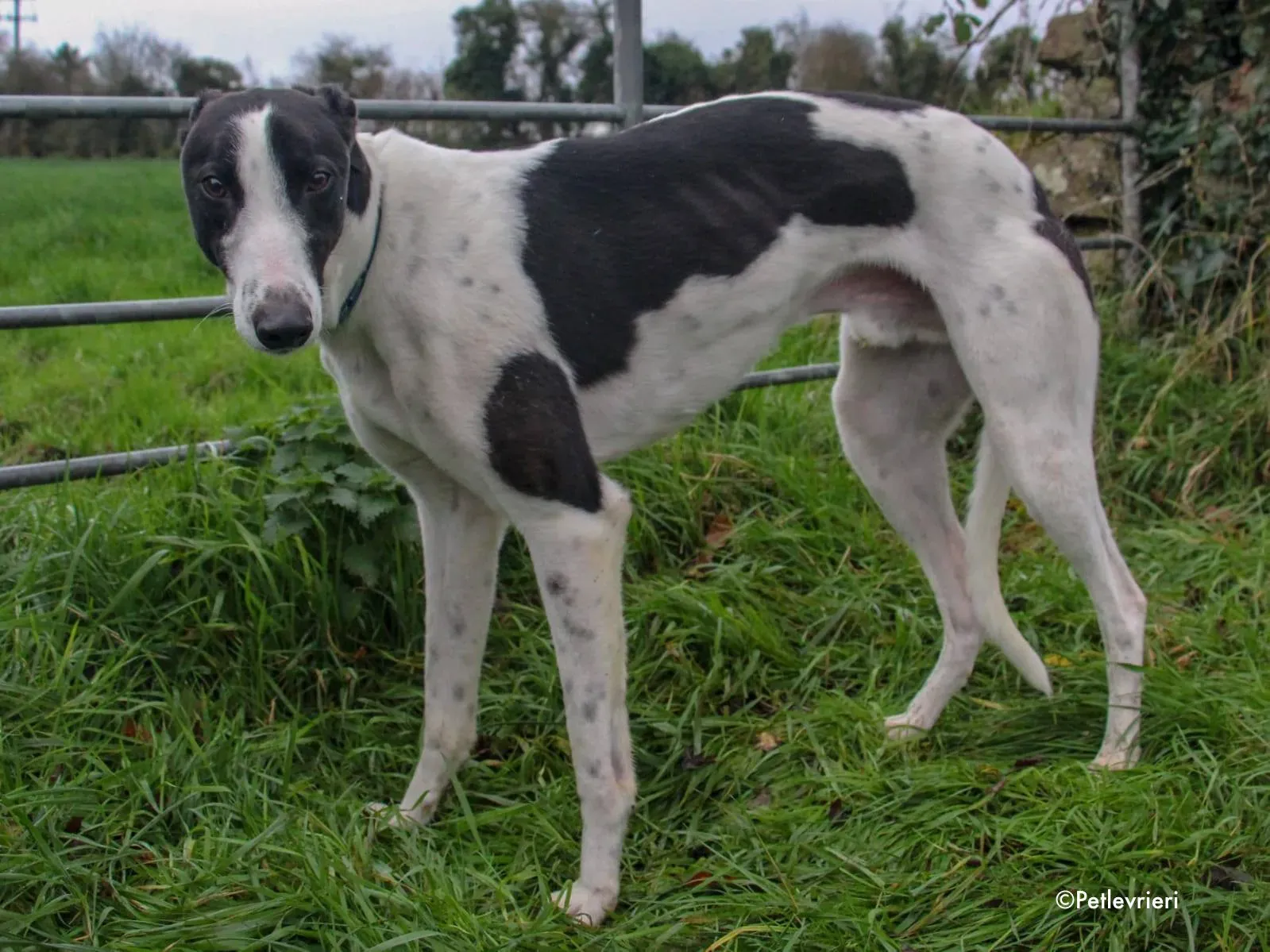 jo adozione levrieri greyhound 18