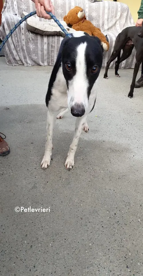 jo adozione levrieri greyhound 2