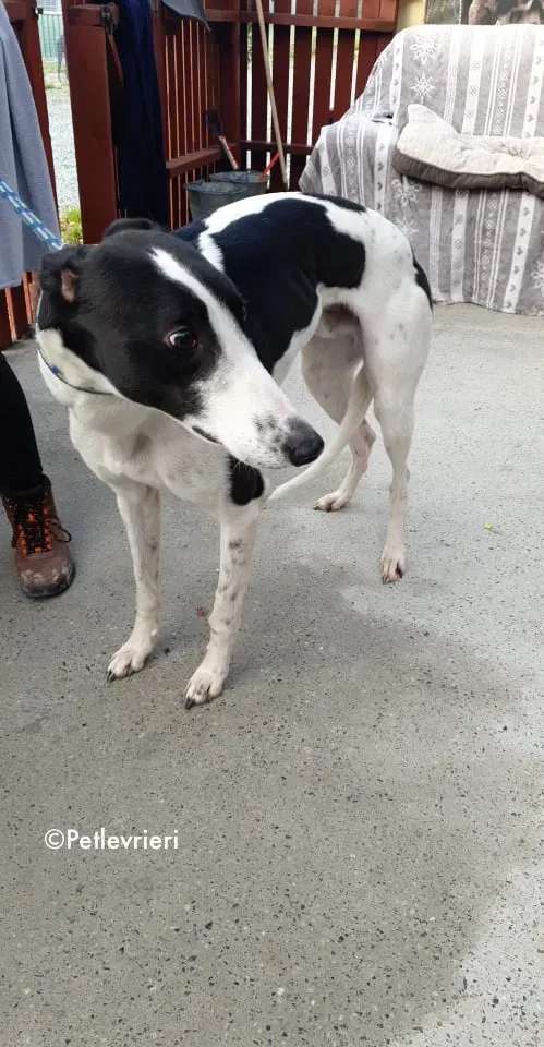 jo adozione levrieri greyhound 3