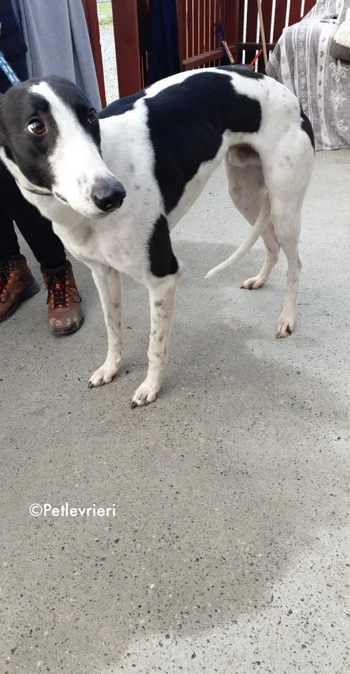jo adozione levrieri greyhound 4