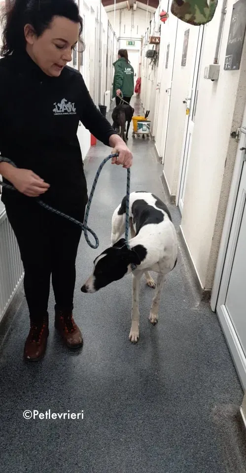 jo adozione levrieri greyhound 5