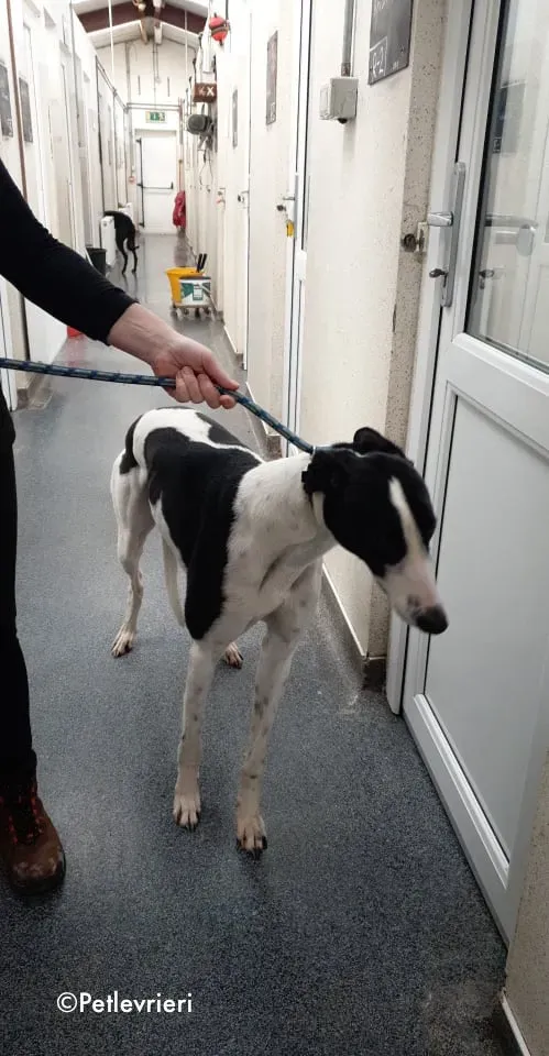 jo adozione levrieri greyhound 6
