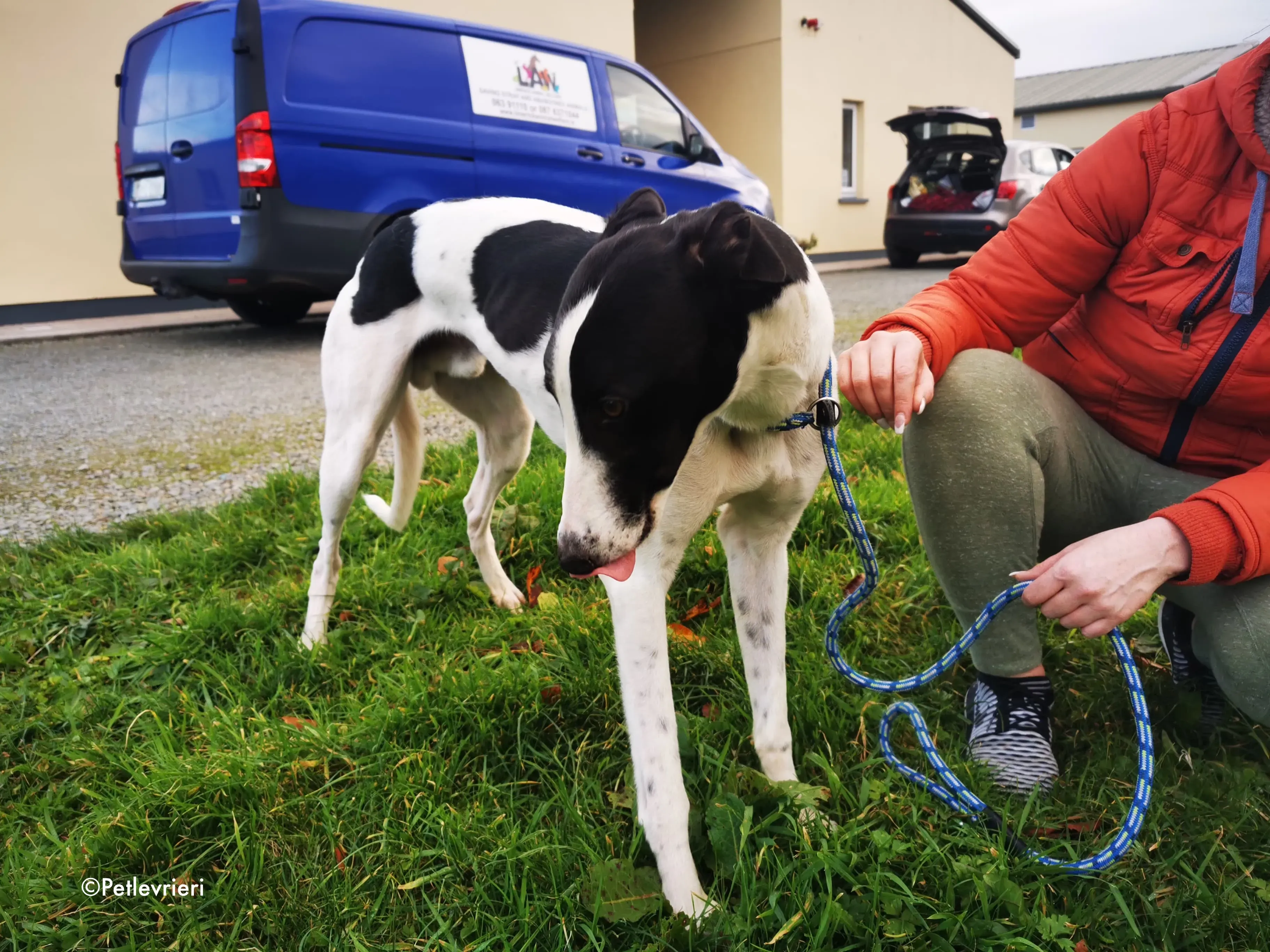 jo adozione levrieri greyhound 8