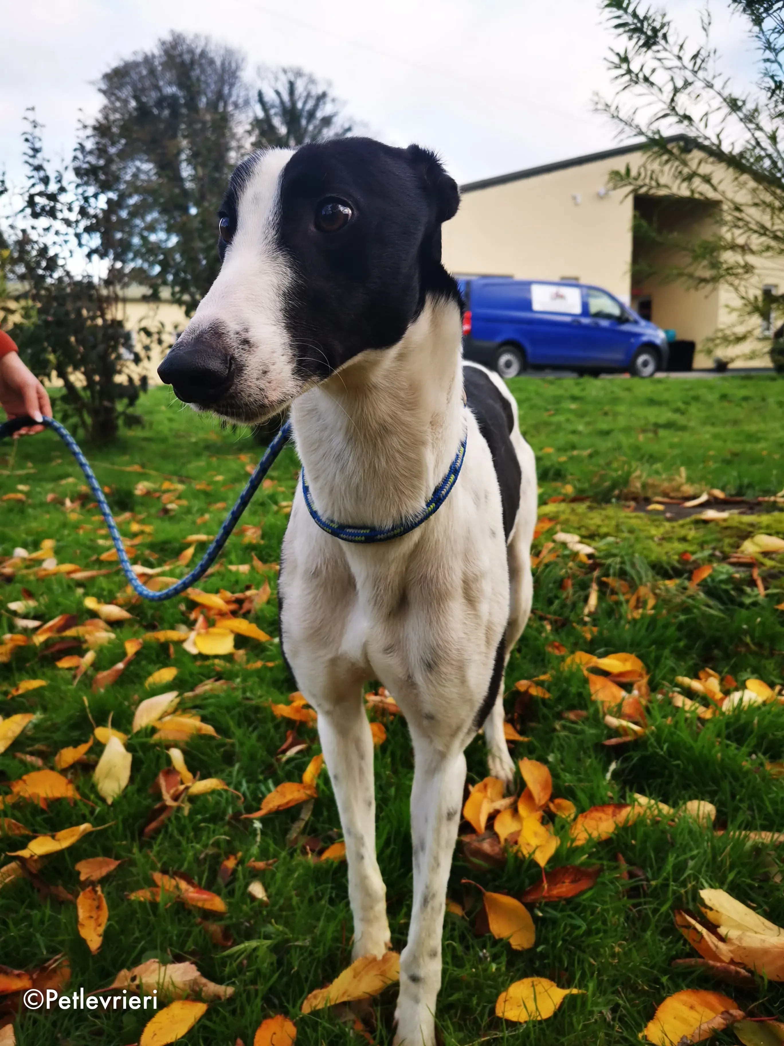 jo adozione levrieri greyhound 9