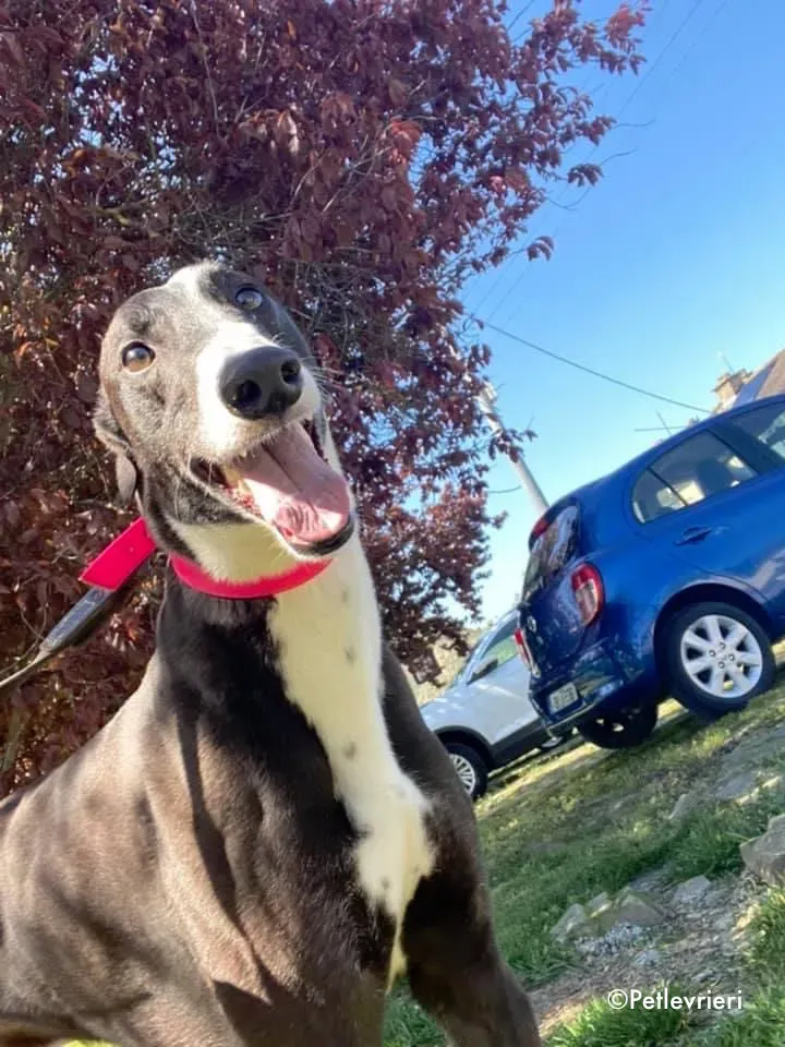 jocker adozione levrieri greyhound 2