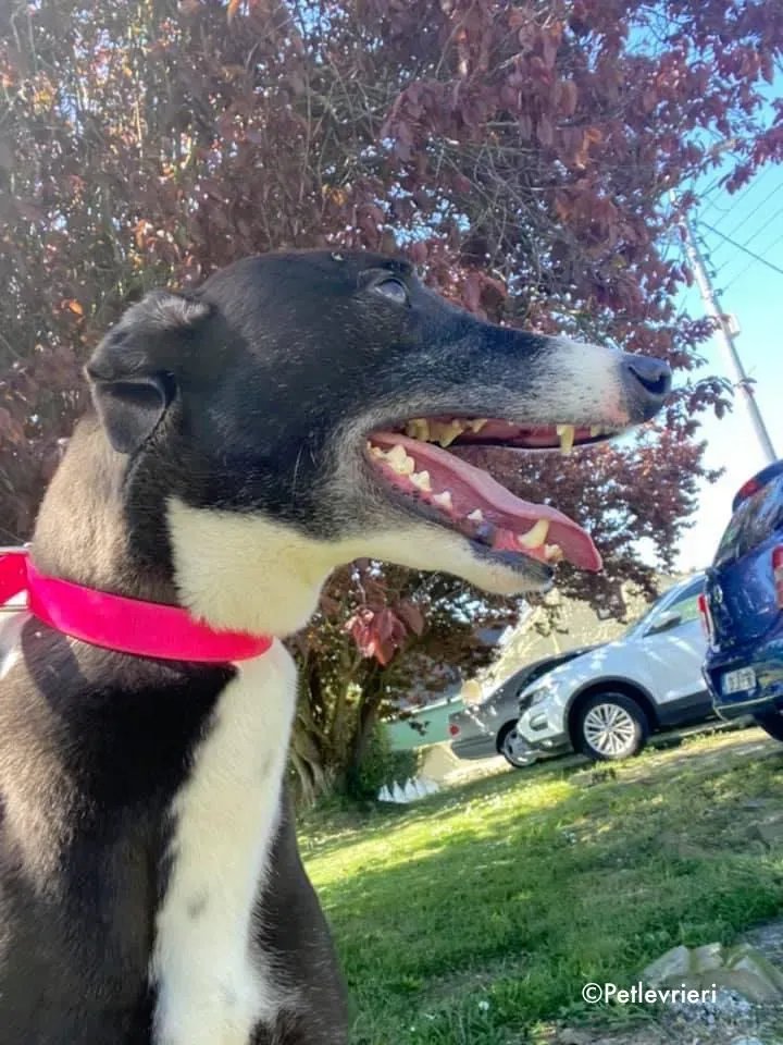 jocker adozione levrieri greyhound 3