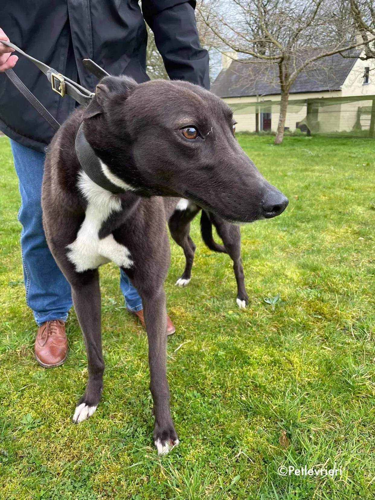 joe adozione levrieri greyhound 10