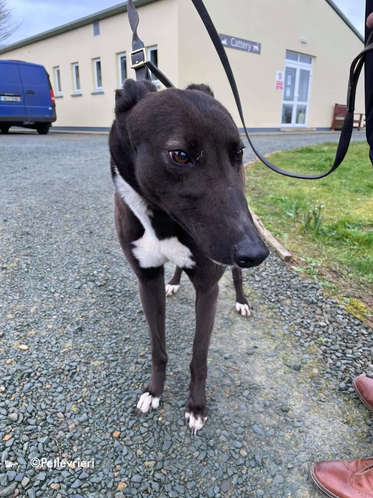 joe adozione levrieri greyhound 11