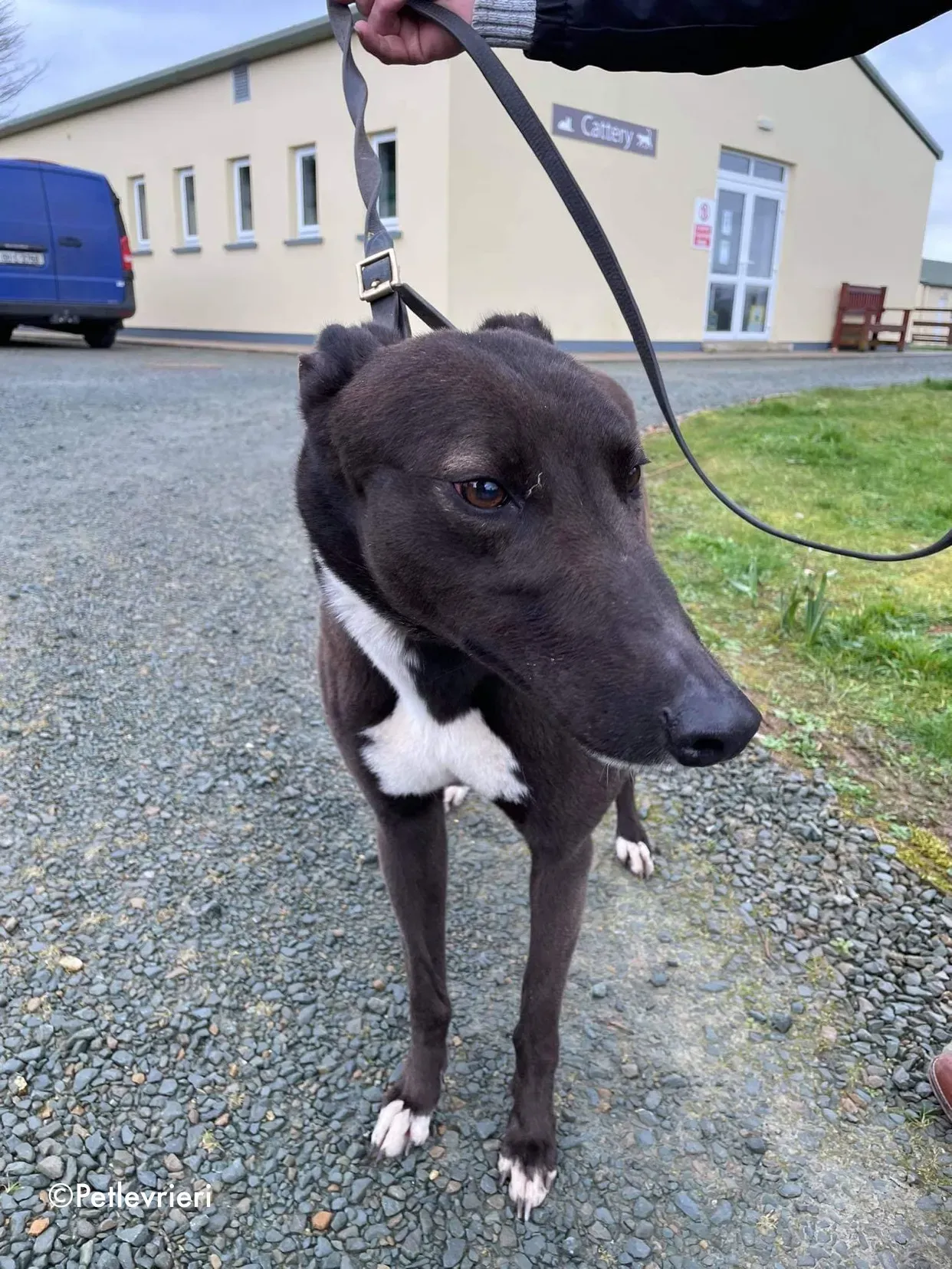 joe adozione levrieri greyhound 12