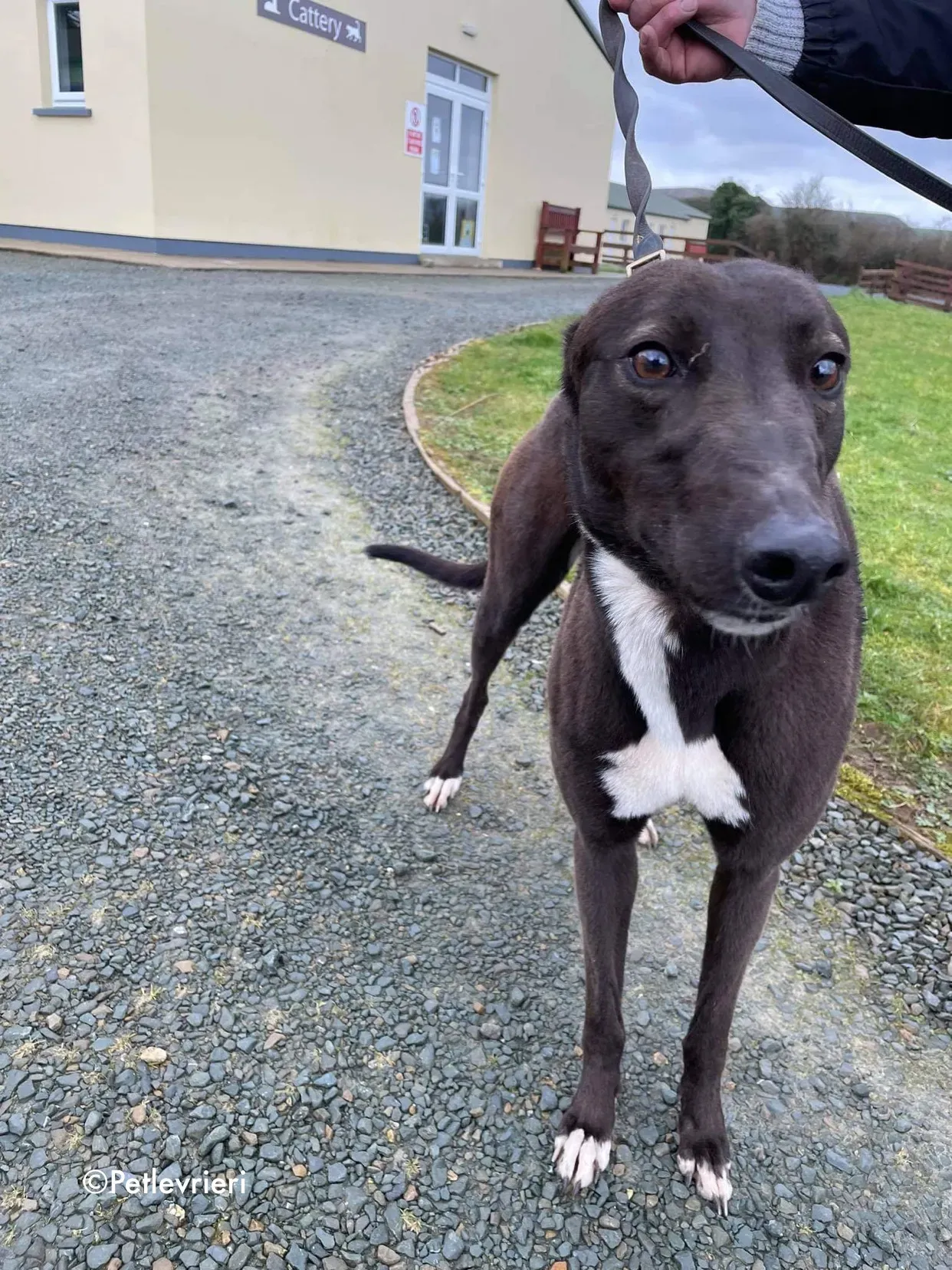 joe adozione levrieri greyhound 13