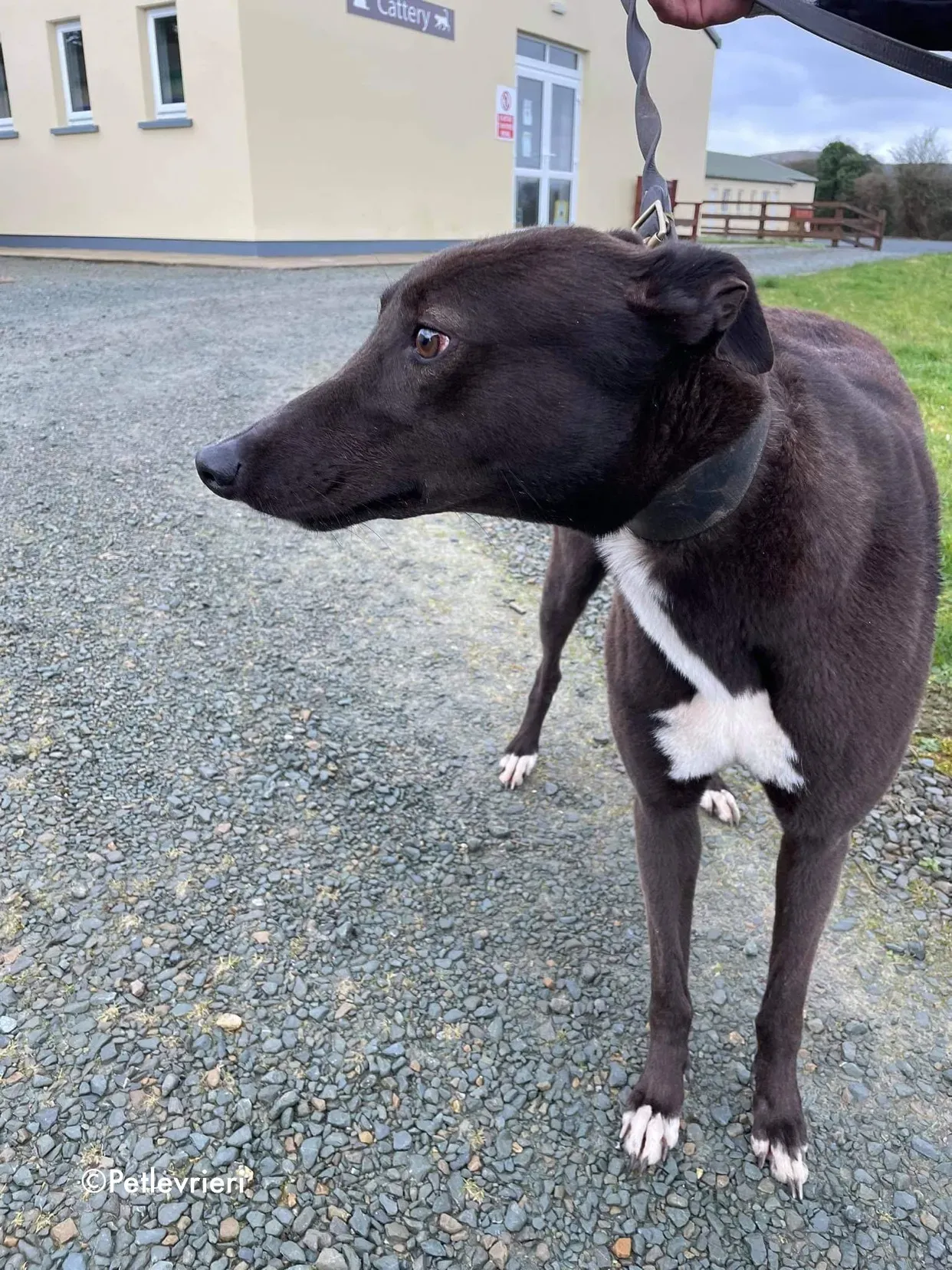 joe adozione levrieri greyhound 14