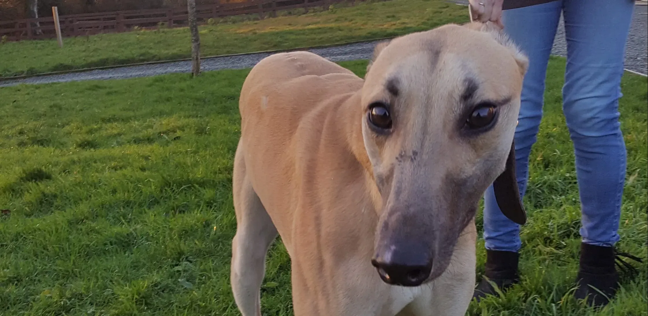 joe adozione levrieri greyhound 2 e1545077889723