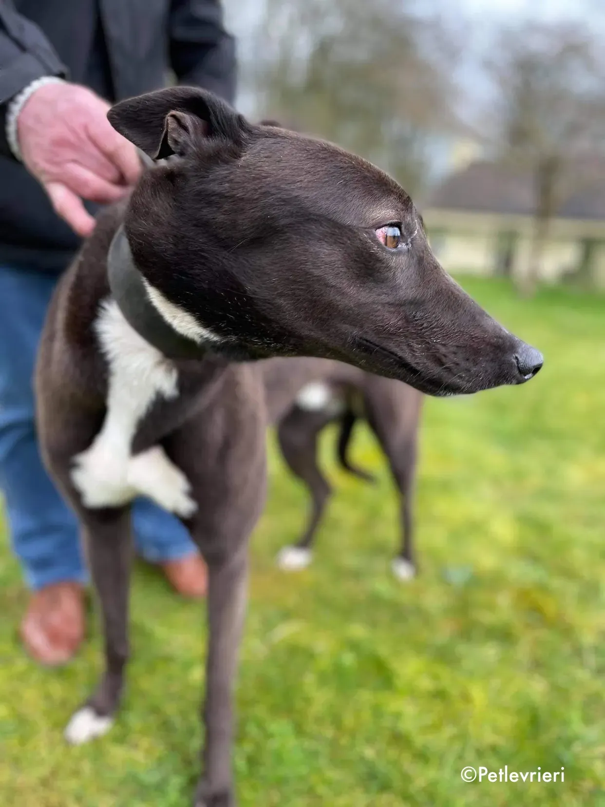 joe adozione levrieri greyhound 1