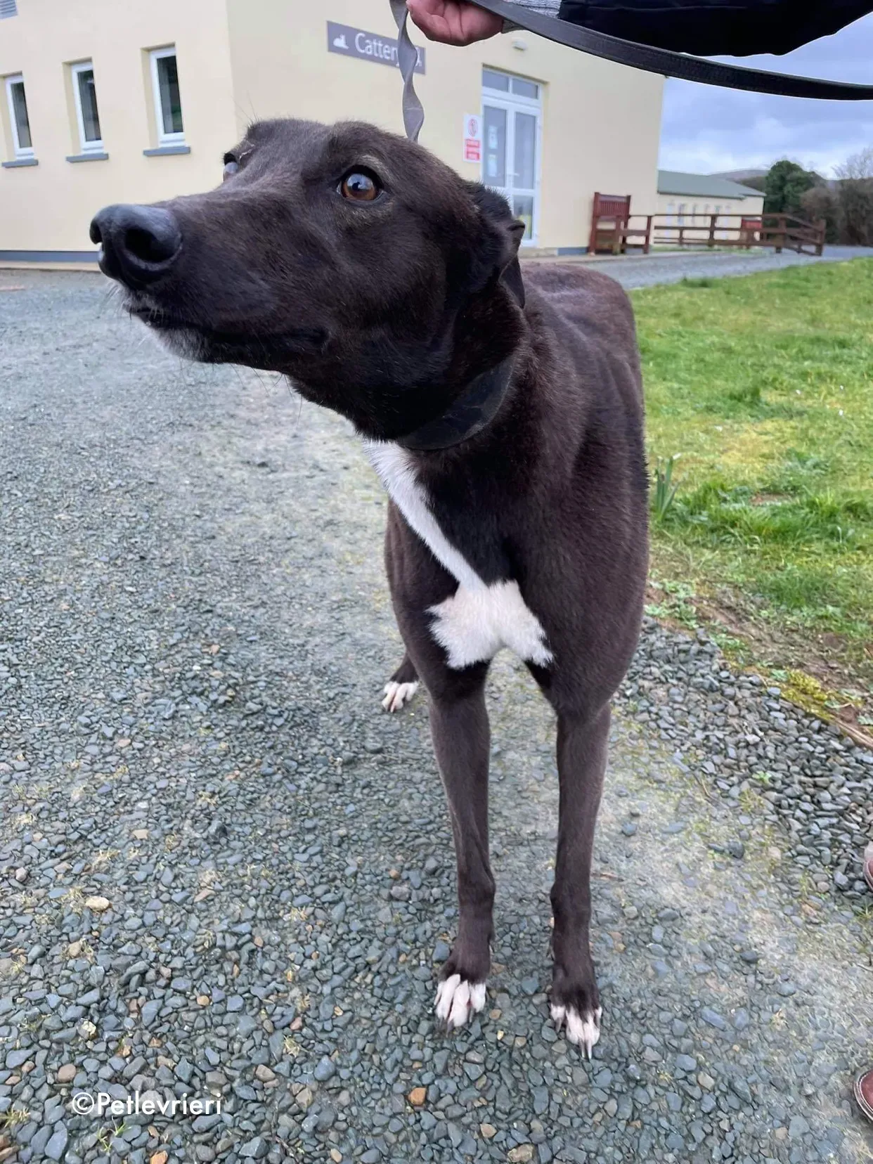 joe adozione levrieri greyhound 15