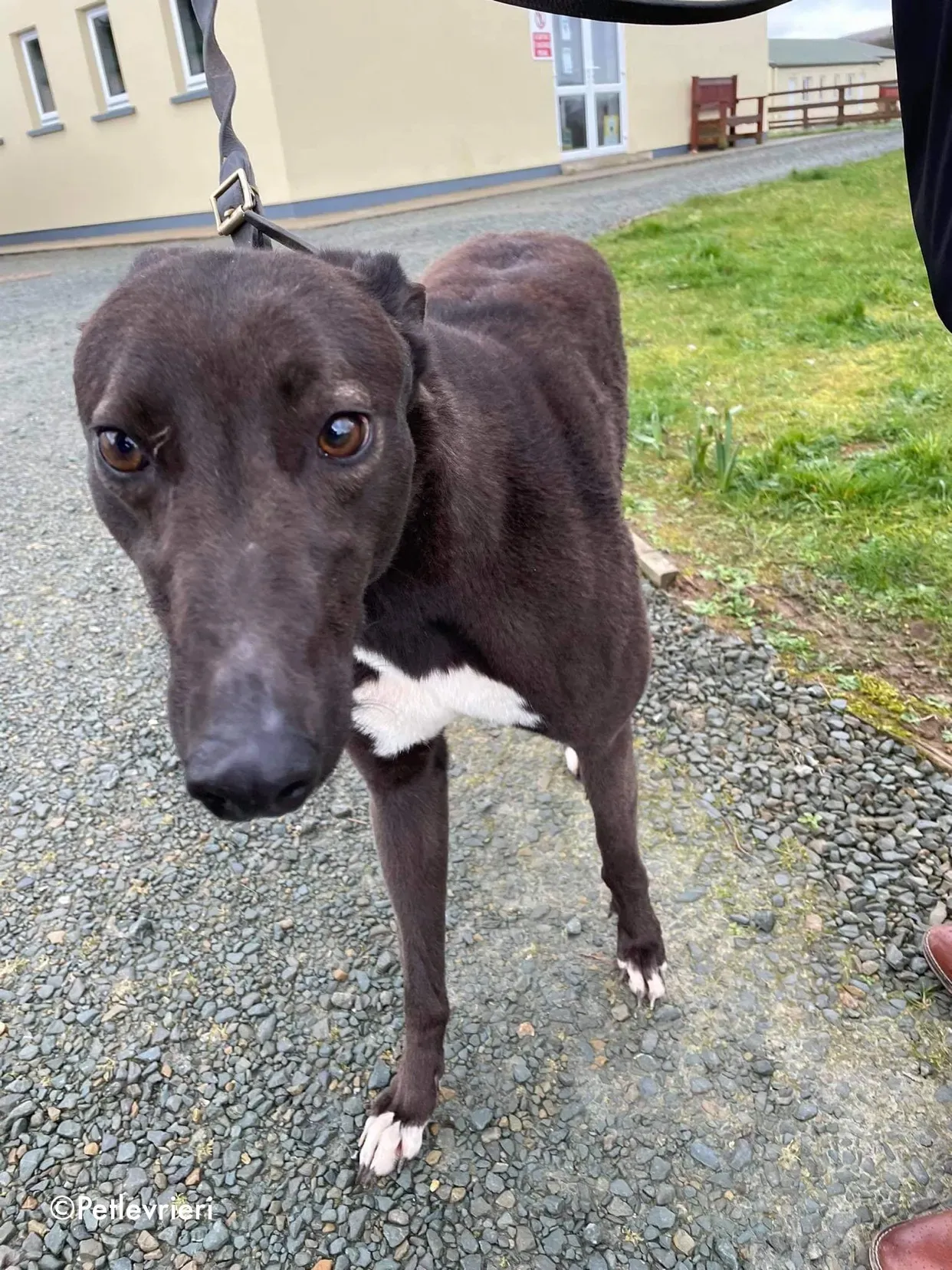 joe adozione levrieri greyhound 16