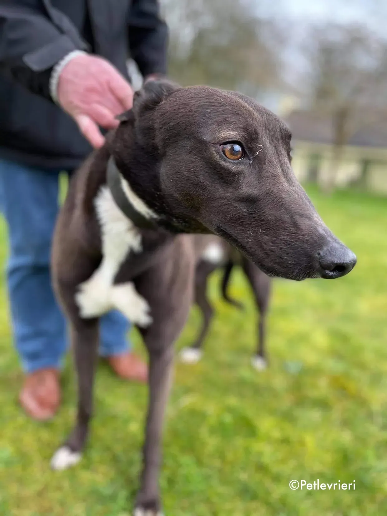 joe adozione levrieri greyhound 2