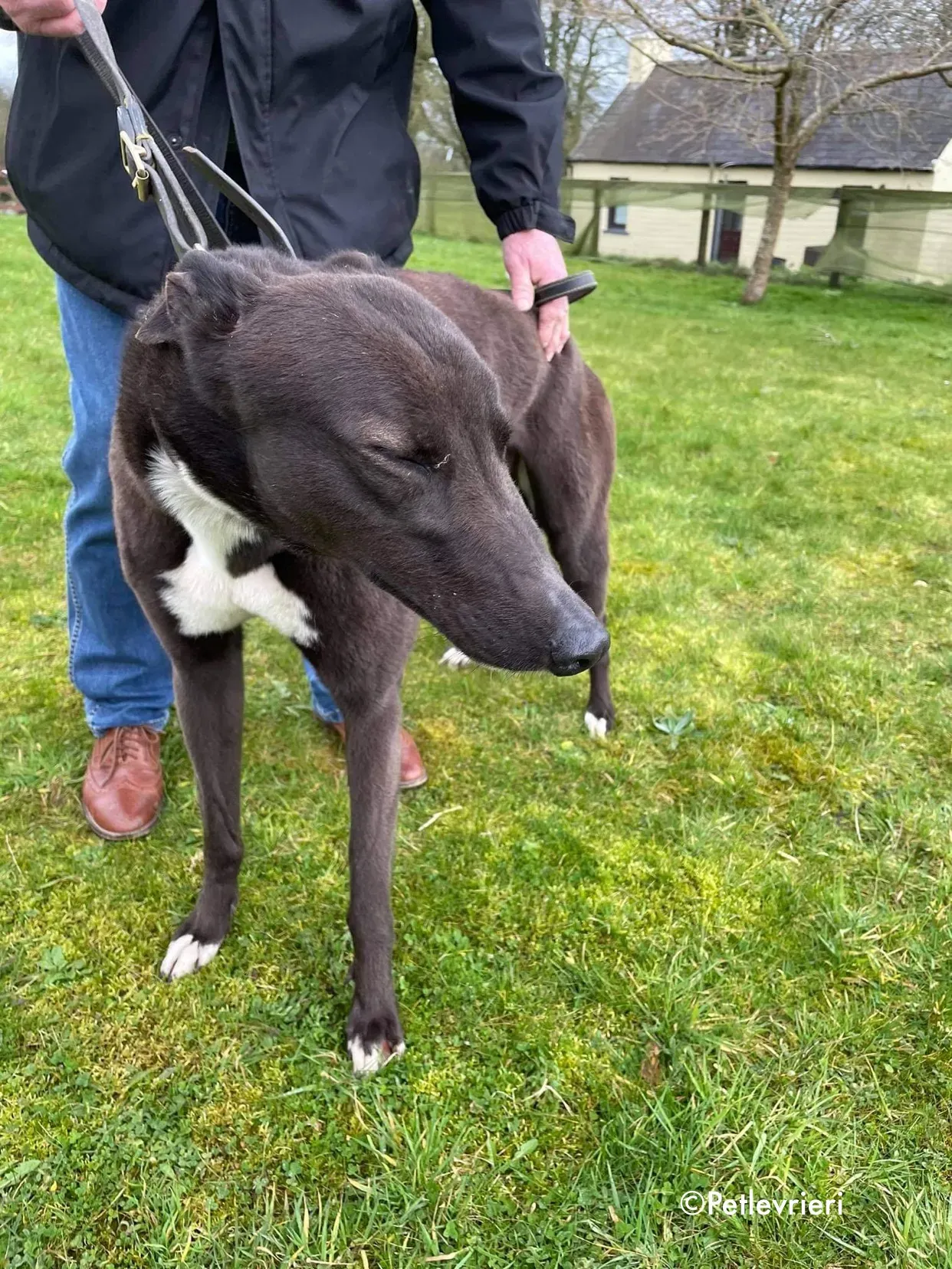 joe adozione levrieri greyhound 5